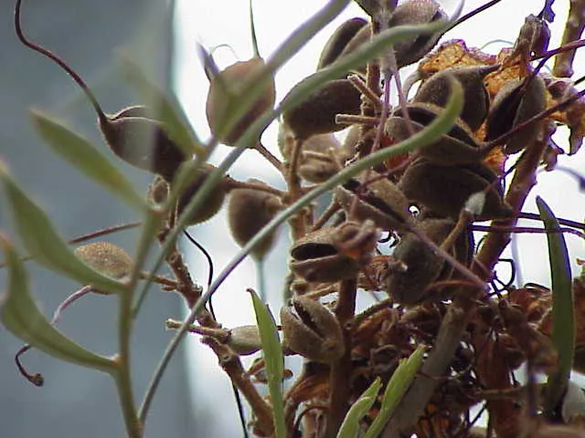 Red Silky Oak (Grevillea Banksii) — which can grow up to 6 inches long