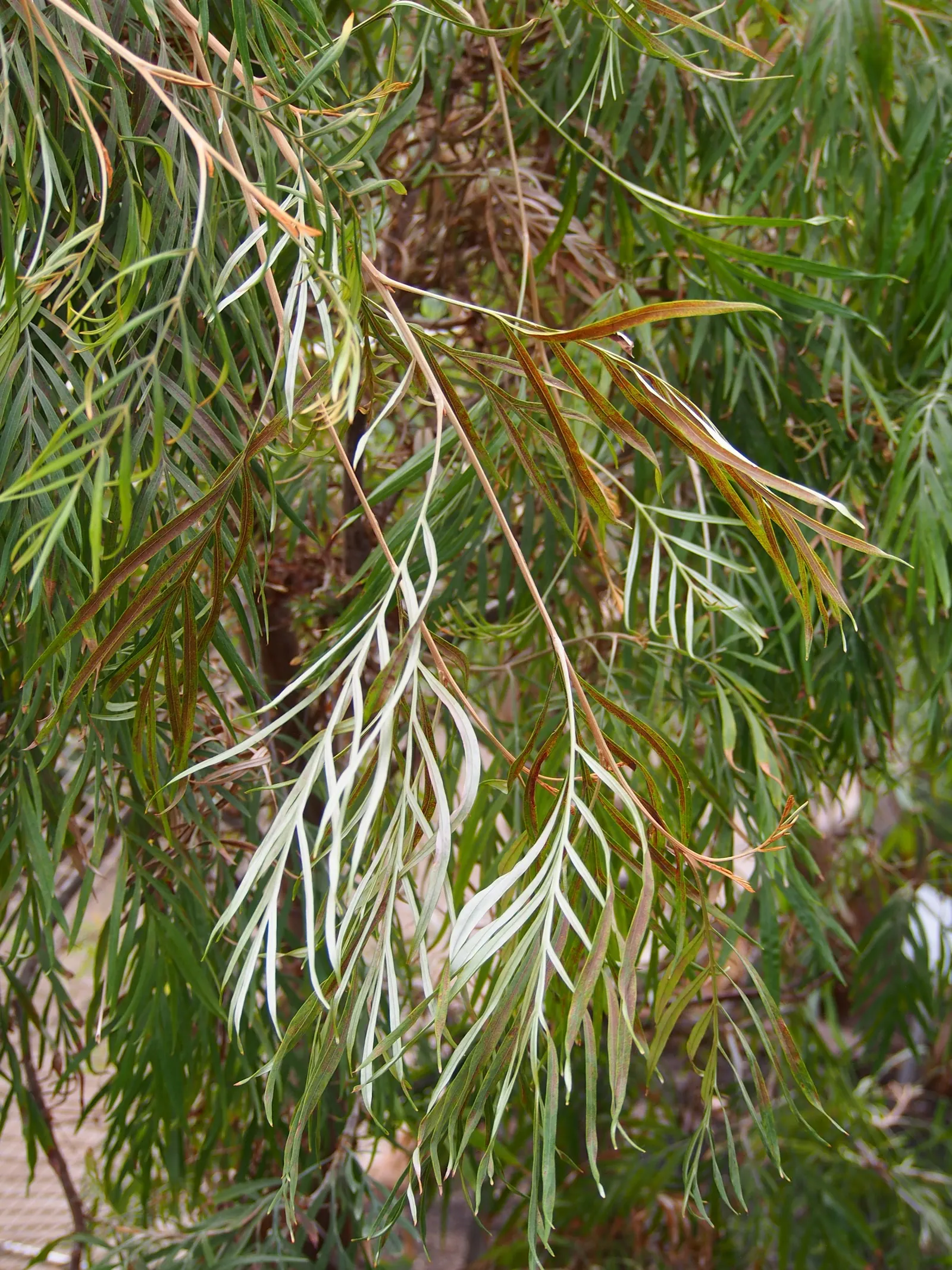 Red Silky Oak (Grevillea Banksii) — Hardy in USDA zones 9-11, it attracts hummingbirds and resists deer, making it an ideal accent or screen plant, image 60