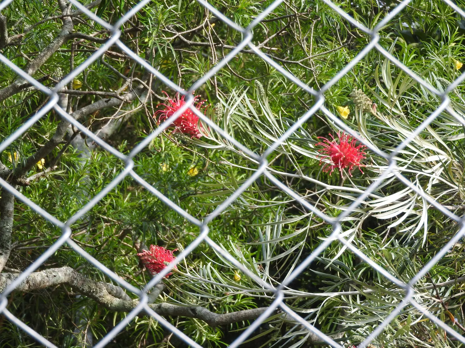 Red Silky Oak (Grevillea Banksii) — it's essential to select a low-phosphorus