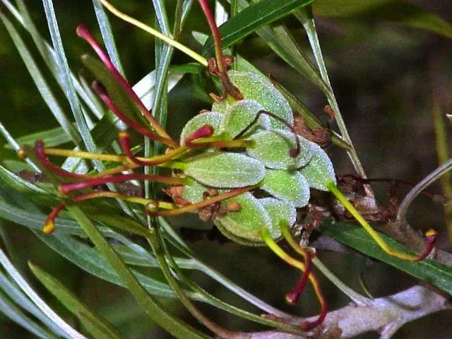Red Silky Oak (Grevillea Banksii) — it's essential to select a low-phosphorus, image 50