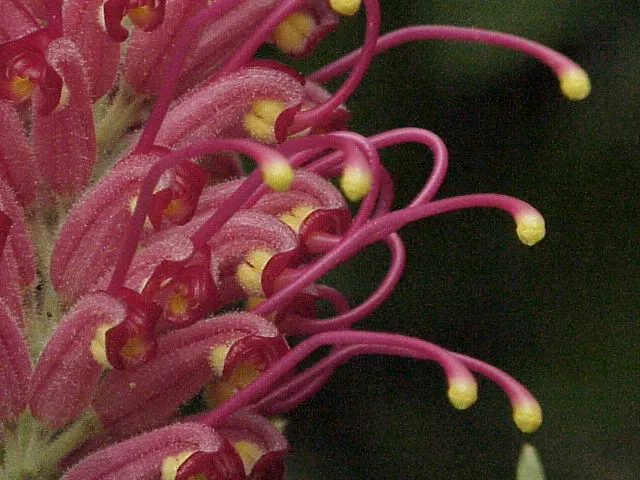 Red Silky Oak (Grevillea Banksii) — the Grevillea banksii is both salt and drought-resistant once established; shrub for full, image 66