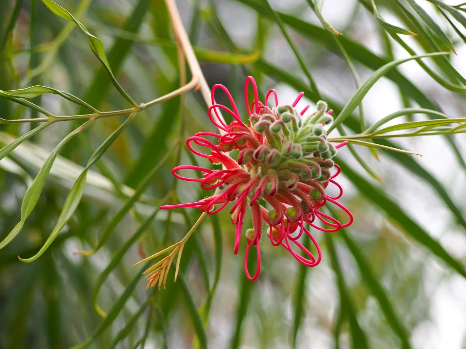 Red Silky Oak (Grevillea Banksii) — red flowers in the garden; this plant is a fast-growing shrub native to coastal Queensland in Australia