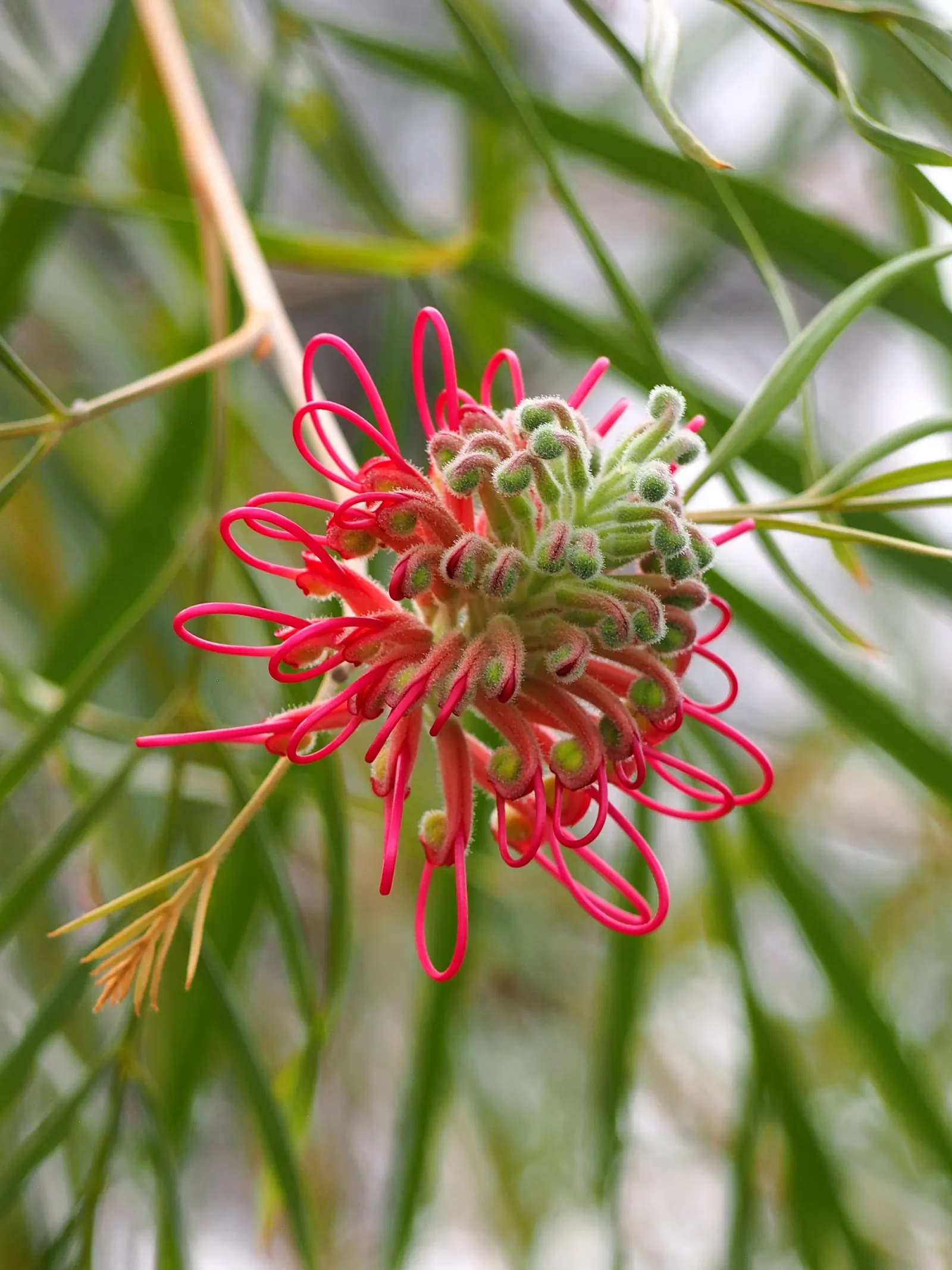 Red Silky Oak (Grevillea Banksii) — commonly known as the Crimson Cone Flower or Red Silky Oak; hardy in USDA zones 9-11, it attracts hummingbirds, image 63