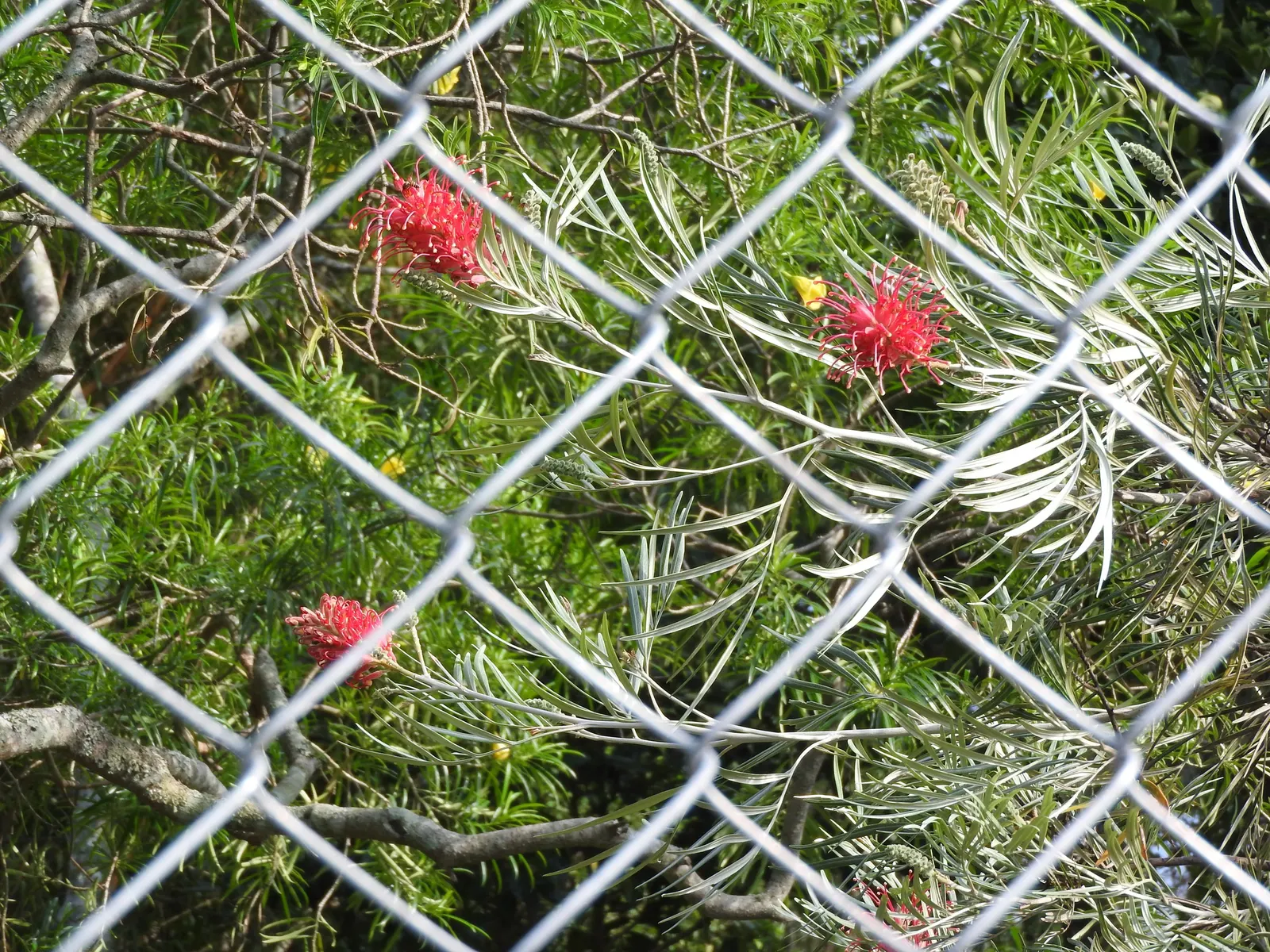 Red Silky Oak (Grevillea Banksii) — extensive root system..btnAdditionally