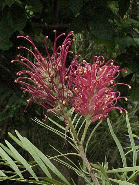 Red Silky Oak (Grevillea Banksii) — extensive root system..btnAdditionally; commonly known as the Crimson Cone Flower or Red Silky Oak
