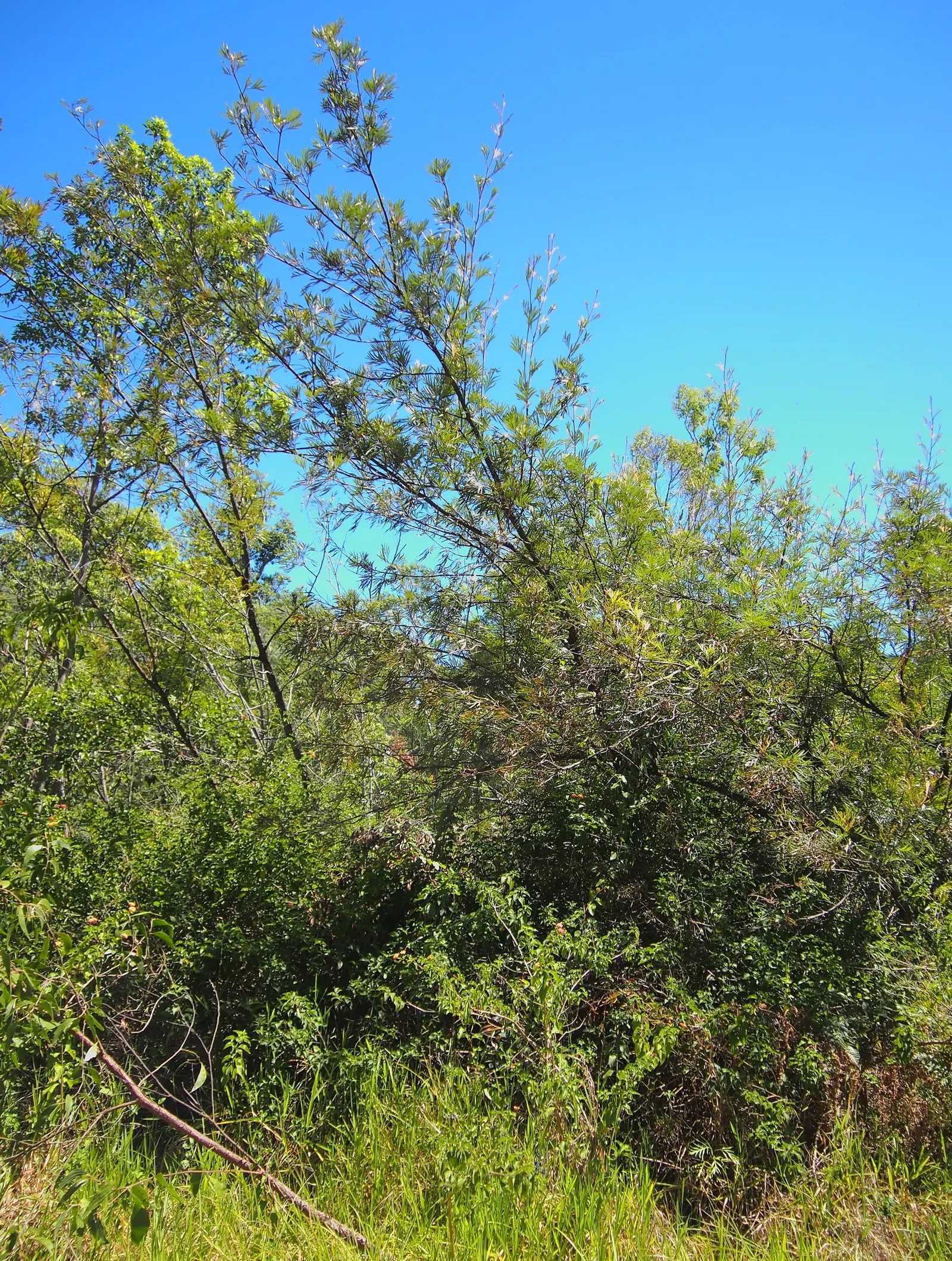 Red Silky Oak (Grevillea Banksii) — a vibrant evergreen shrub