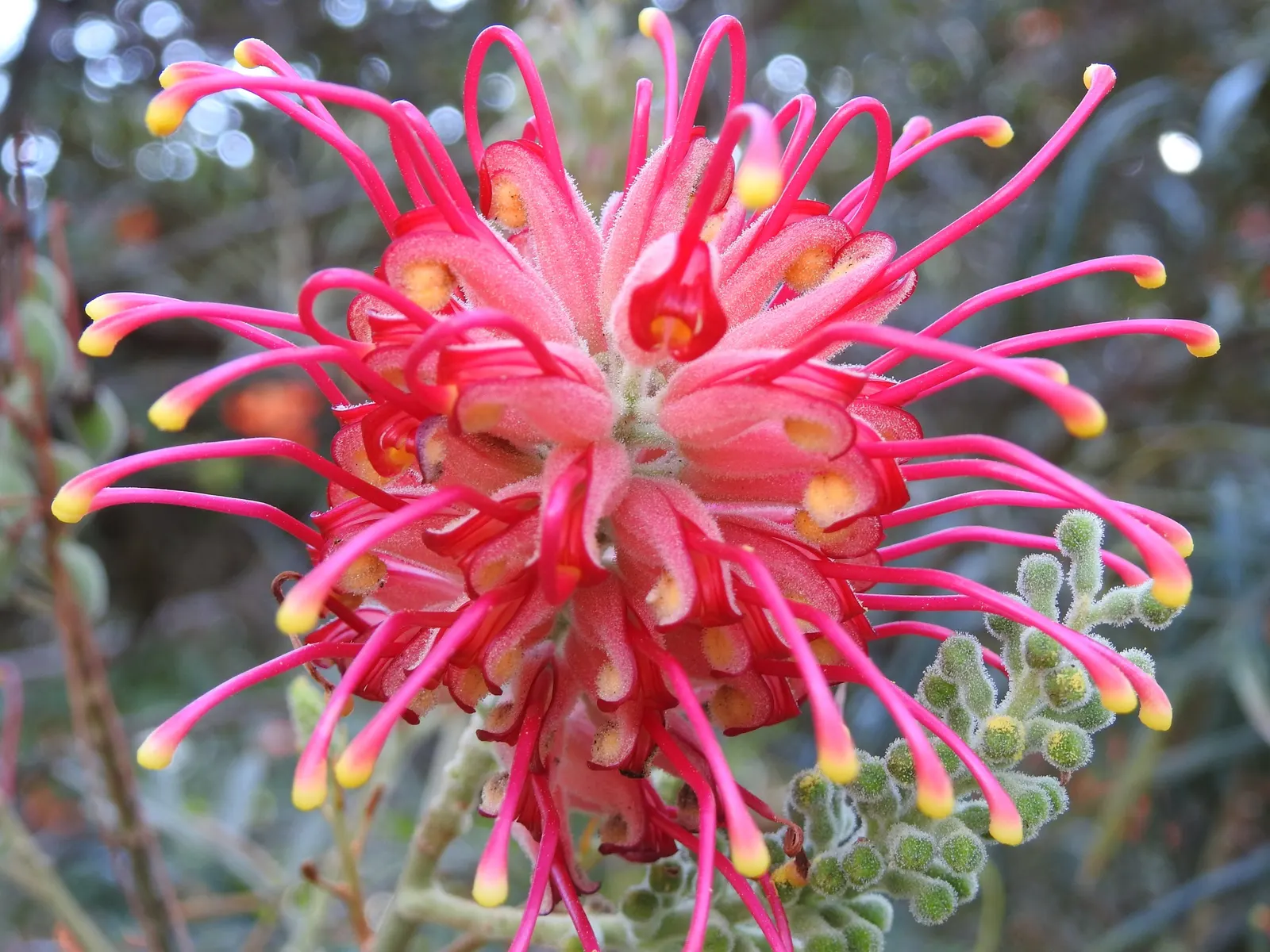 Red Silky Oak (Grevillea Banksii) — shrub for full; native plant fertilizer to encourage its growth without causing damage