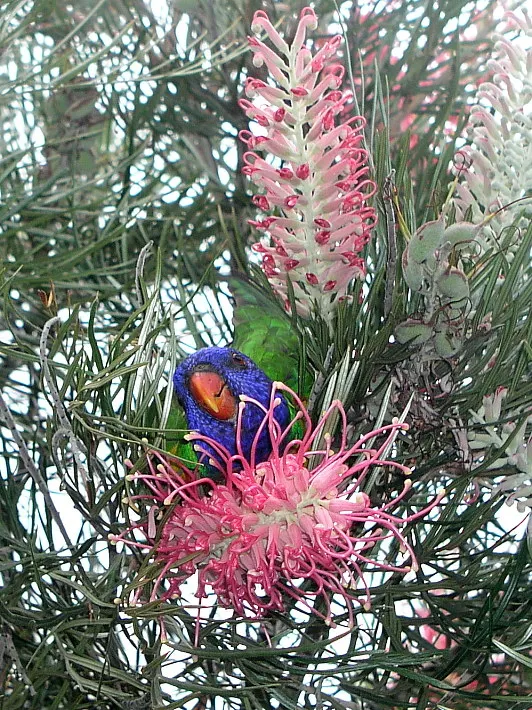 Red Silky Oak (Grevillea Banksii) — This plant is a fast-growing shrub native to coastal Queensland in Australia; making it suitable for a variety of climatic