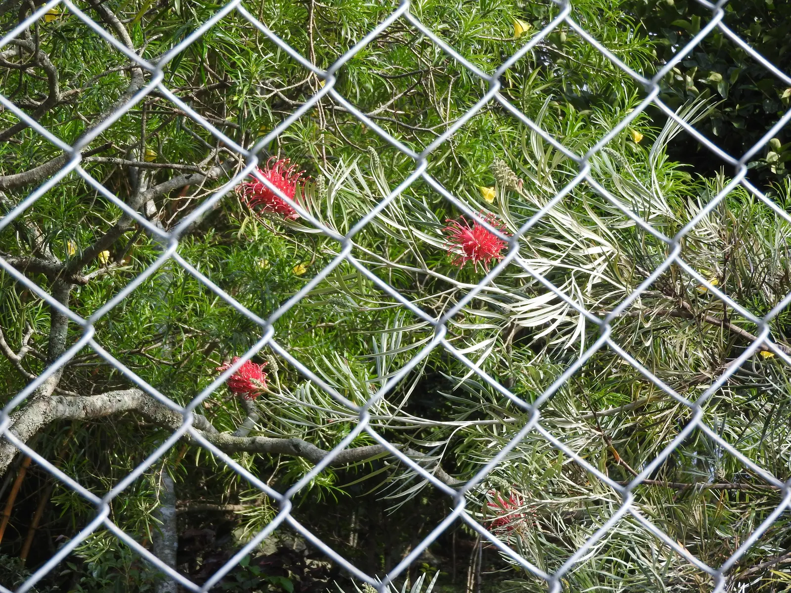 Red Silky Oak (Grevillea Banksii) — a vibrant evergreen shrub; typically reaching an ultimate height of about 15 feet with a spread of up to 10 feet