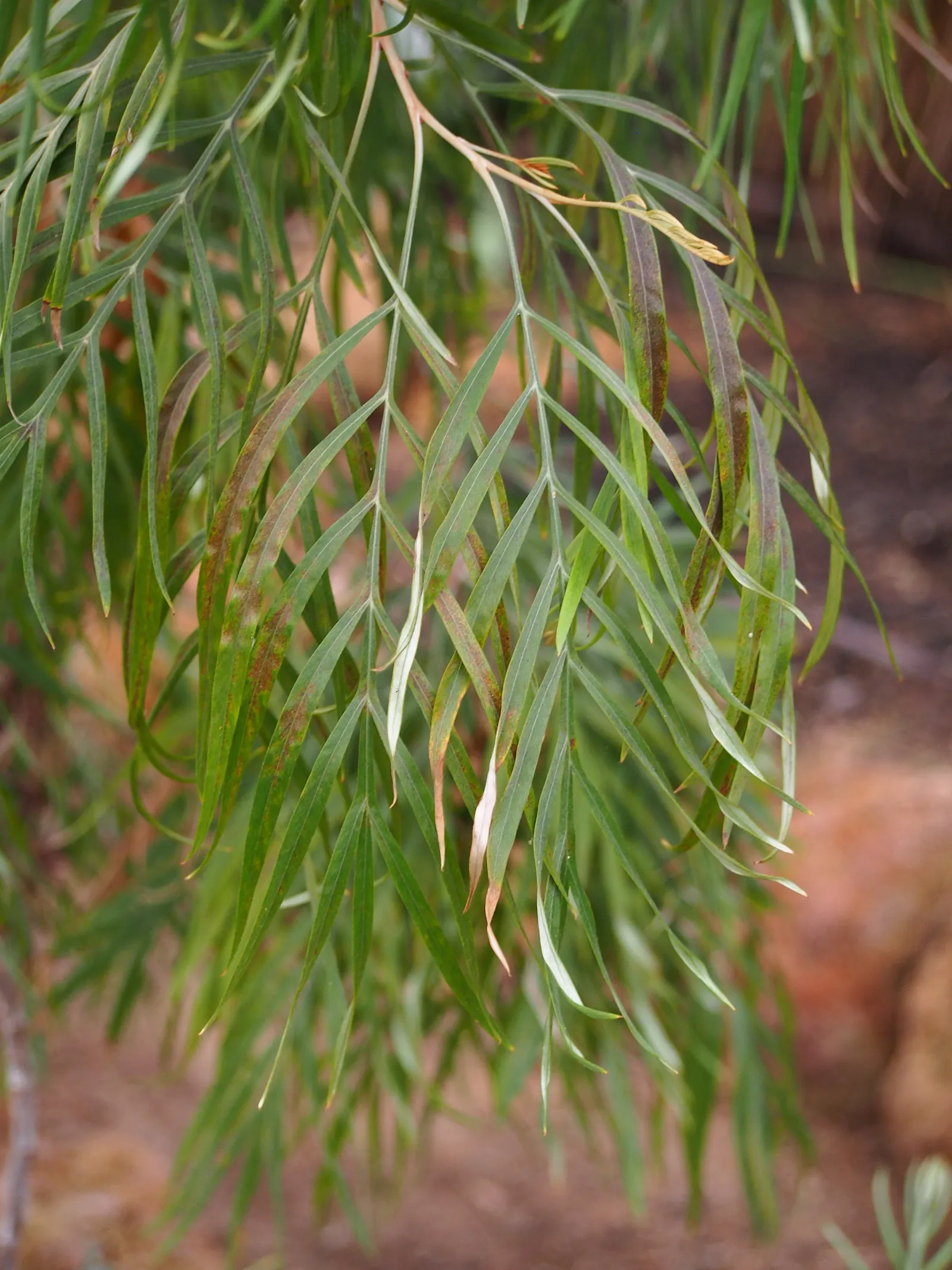 Red Silky Oak (Grevillea Banksii) — Crimson Cone Flower (Grevillea banksii); with peak bloom in spring, image 55
