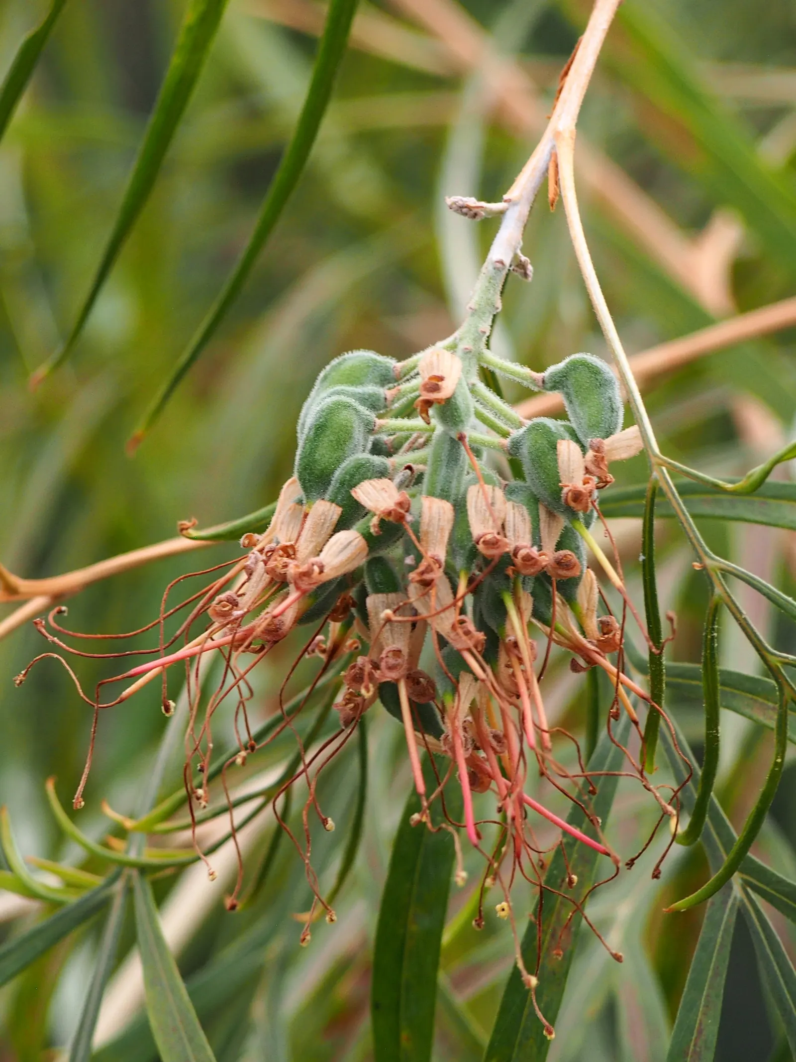 Red Silky Oak (Grevillea Banksii) — Regular pruning encourages denser growth