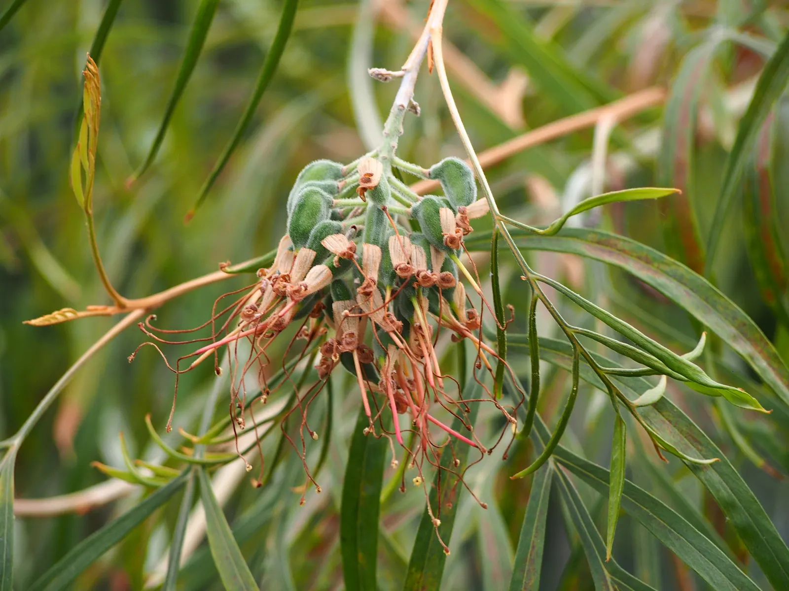 Red Silky Oak (Grevillea Banksii) — the Grevillea banksii is both salt and drought-resistant once established