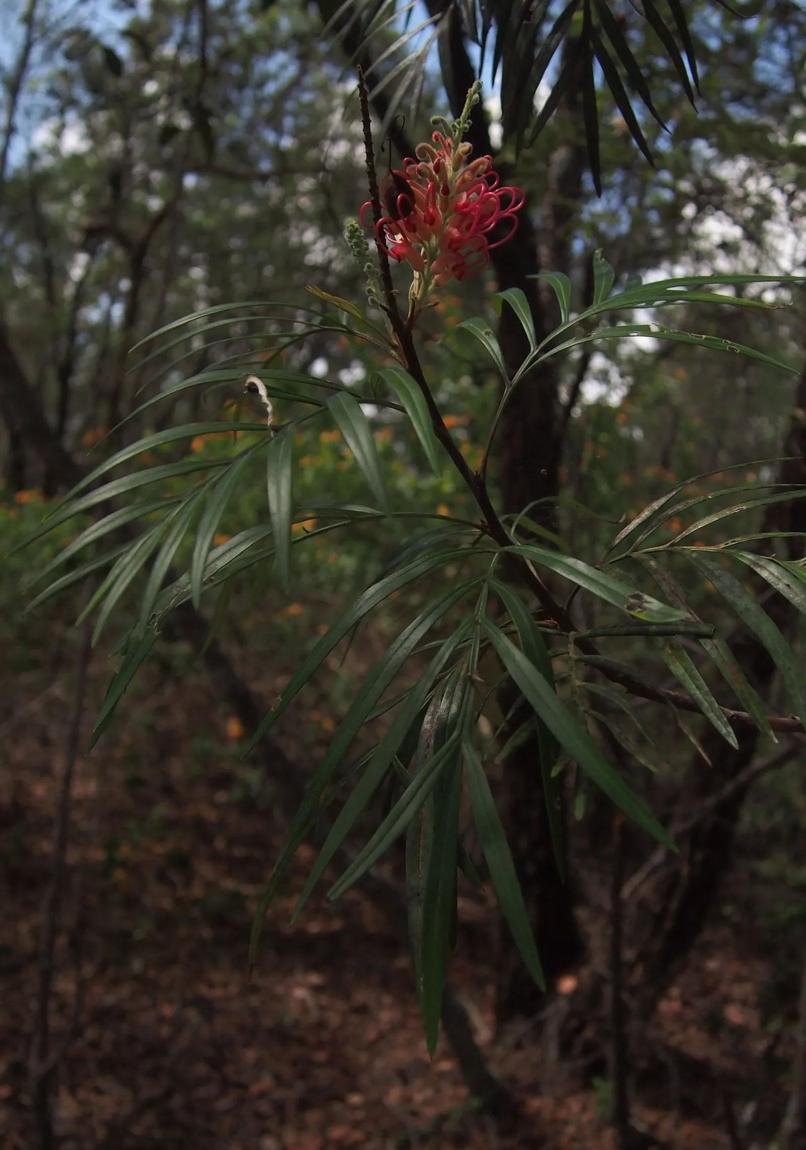 Red Silky Oak (Grevillea Banksii) — enhancing the shrub's appeal.<br><br>When planting the Crimson Cone Flower; they can provide nearly year-round interest