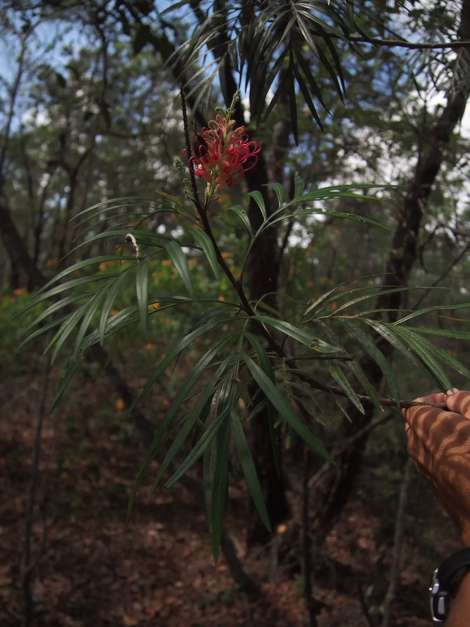 Red Silky Oak (Grevillea Banksii) — boasts fiery red flowers year-round; enhancing the shrub's appeal.<br><br>When planting the Crimson Cone Flower, image 57