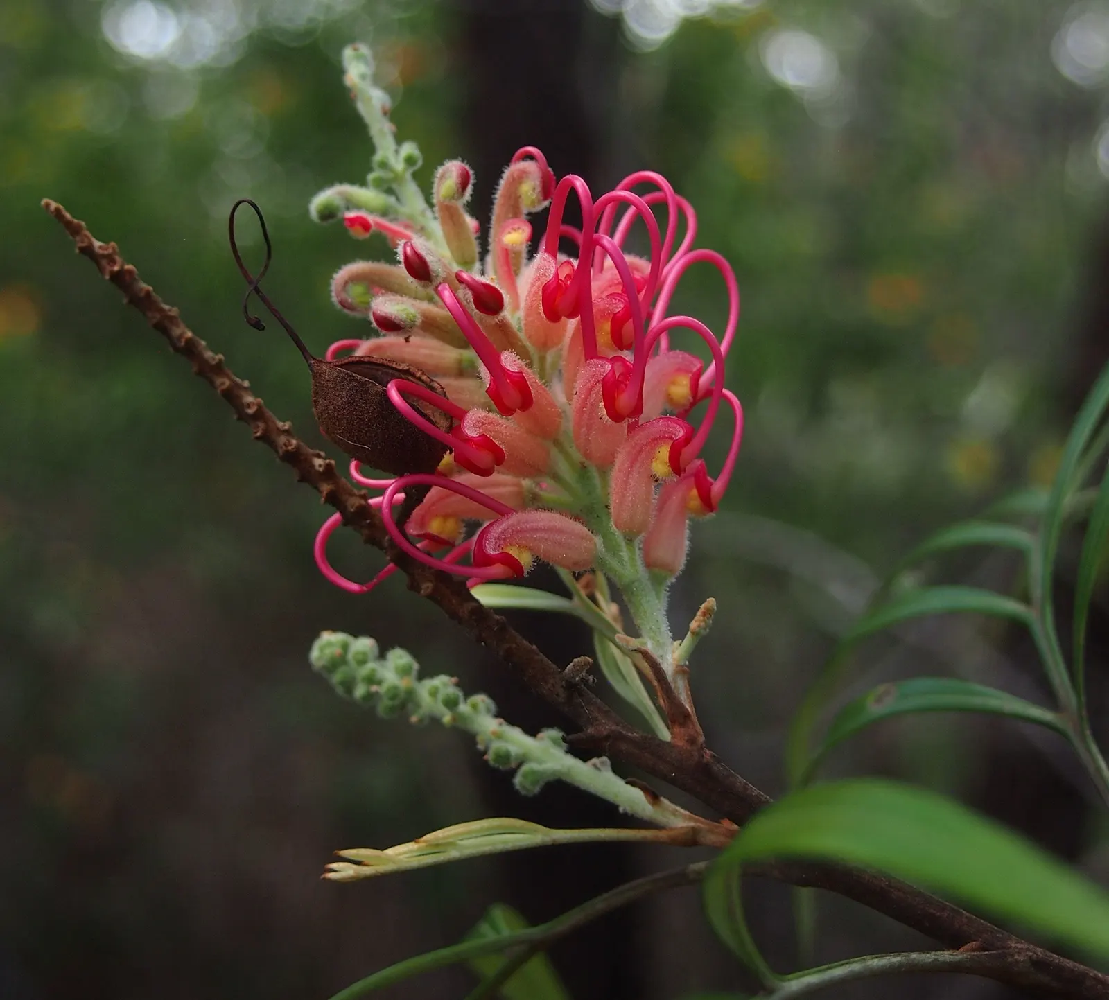 Red Silky Oak (Grevillea Banksii) — Water moderately; drought tolerant once established; shrub with red blooms