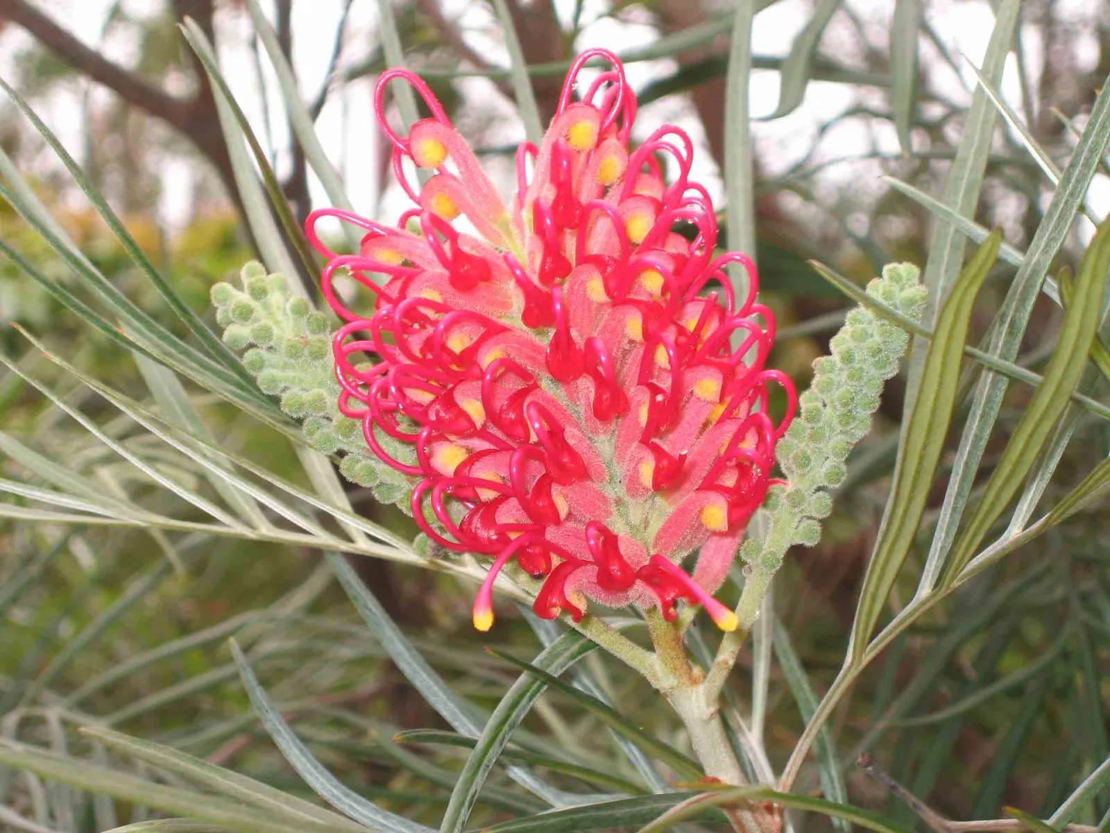 Red Silky Oak (Grevillea Banksii) — Reaching up to 10 feet in height and 6 feet in spread, it thrives in full sun and well-drained soil, image 59