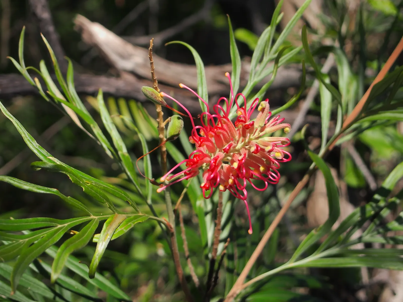 Red Silky Oak (Grevillea Banksii) — making it suitable for a variety of climatic regions; regular pruning encourages denser growth