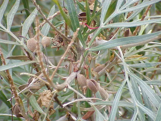 Red Silky Oak (Grevillea Banksii) — are rich in nectar attracting hummingbirds and beneficial insects to the garden; crimson Cone Flower (Grevillea, image 70