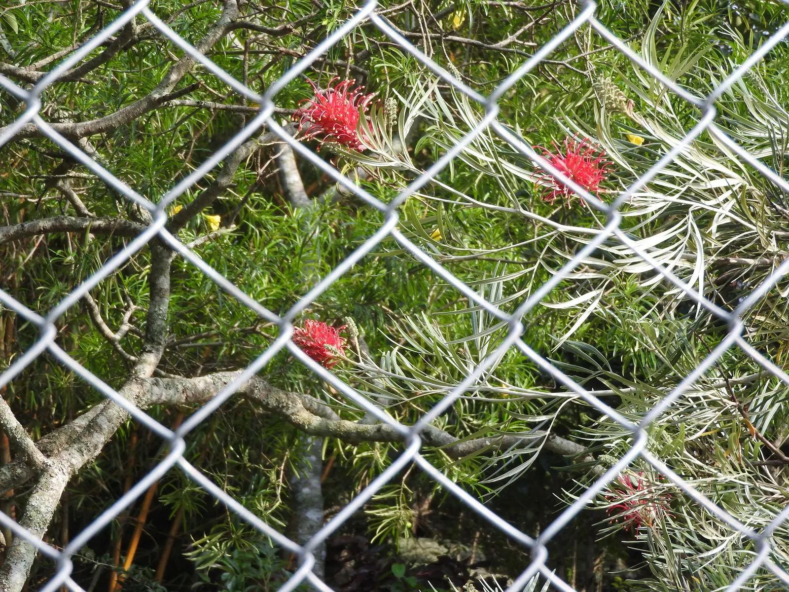 Red Silky Oak (Grevillea Banksii) — boasts fiery red flowers year-round; enhancing the shrub's appeal.<br><br>When planting the Crimson Cone Flower