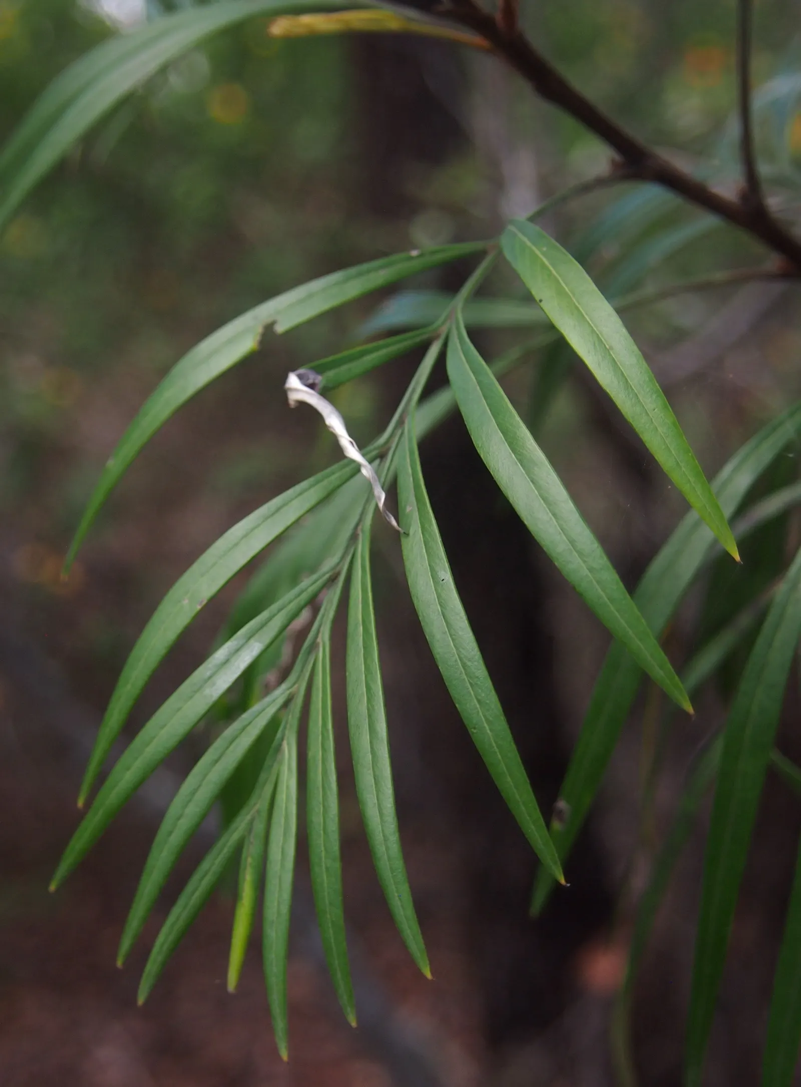 Red Silky Oak (Grevillea Banksii) — Hardy in USDA zones 9-11, it attracts hummingbirds and resists deer, making it an ideal accent or screen plant; the