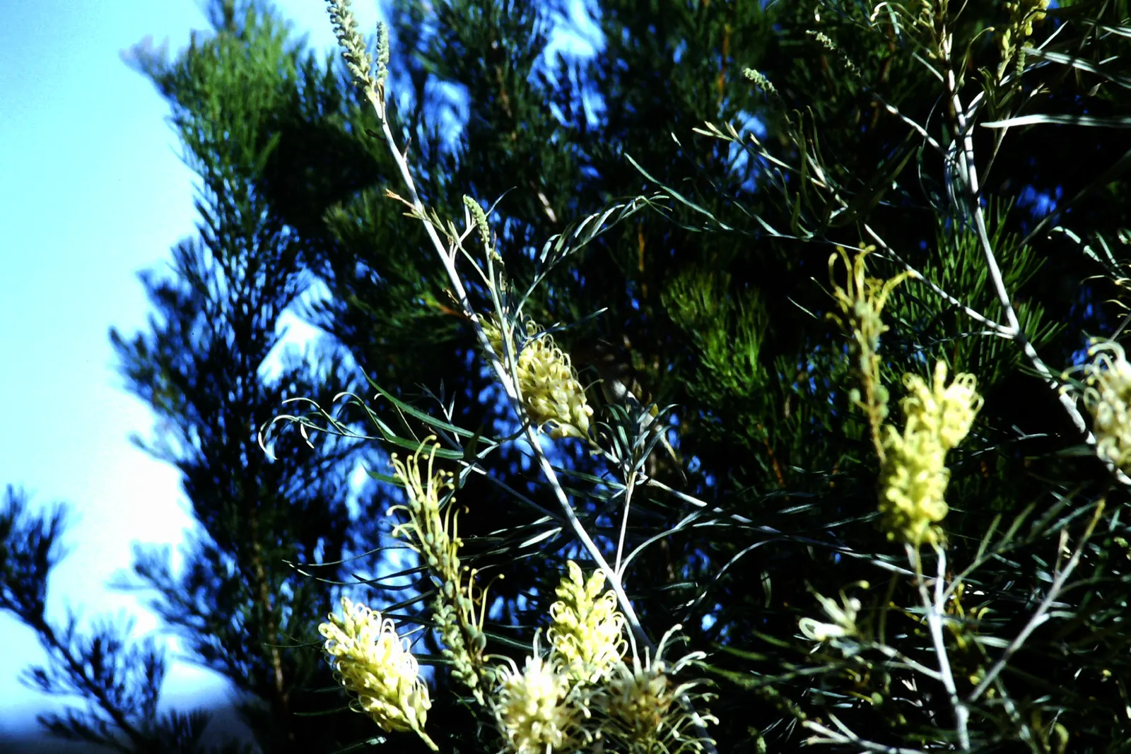 Red Silky Oak (Grevillea Banksii) — Crimson Cone Flower (Grevillea banksii)