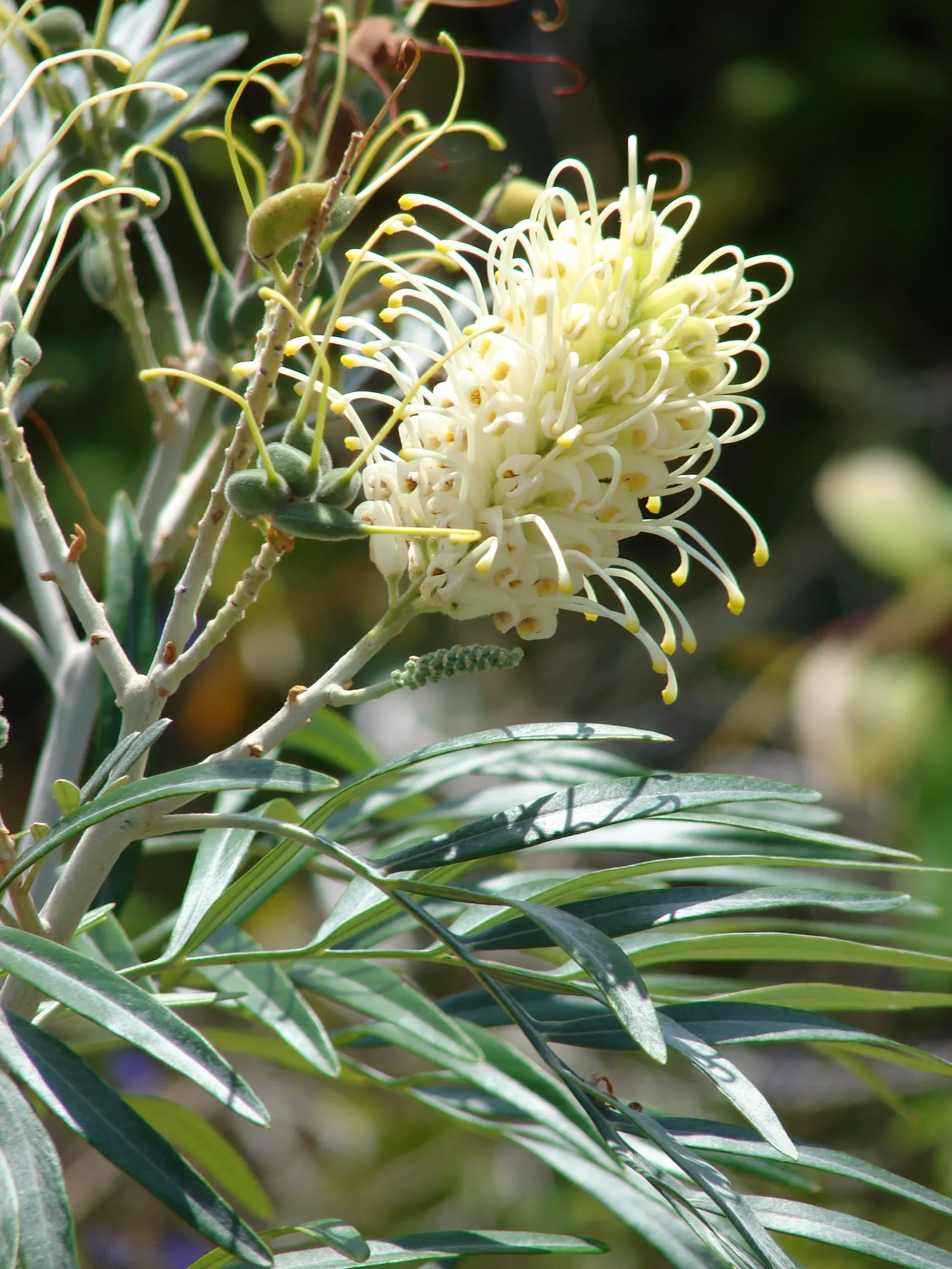 Red Silky Oak (Grevillea Banksii) — boasts fiery red flowers year-round