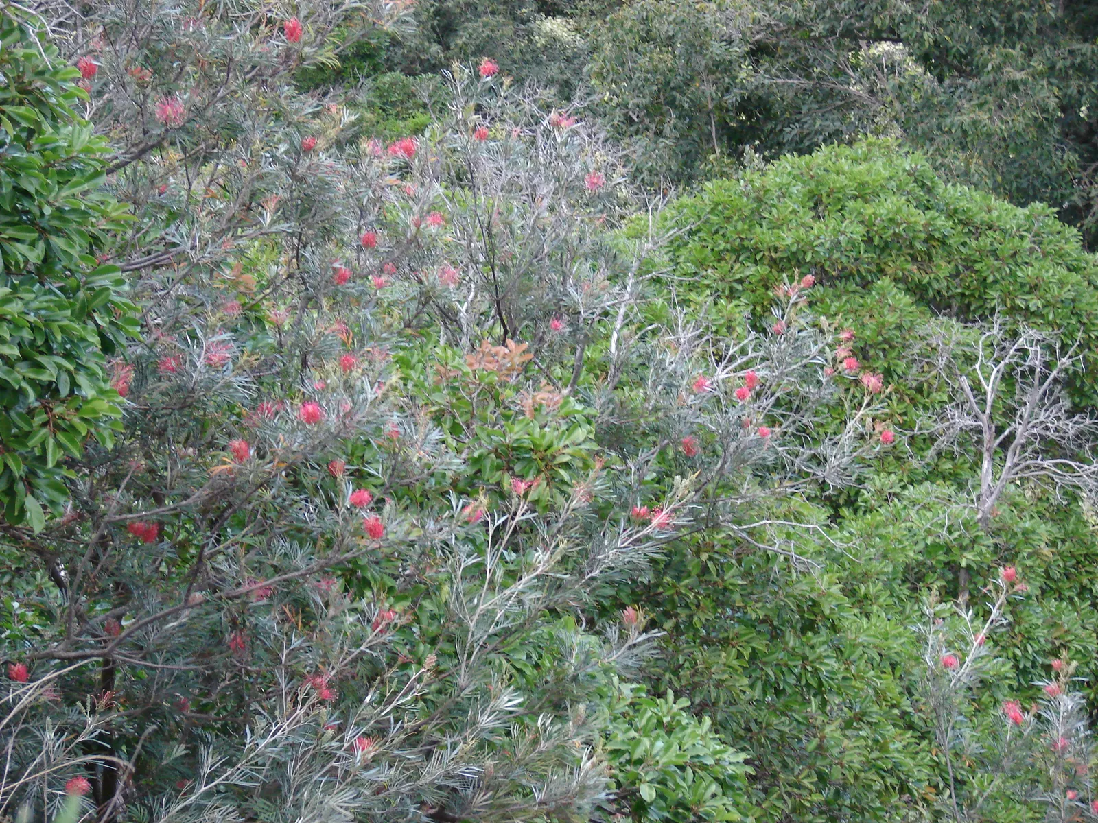 Red Silky Oak (Grevillea Banksii) — with peak bloom in spring; red flowers in the garden