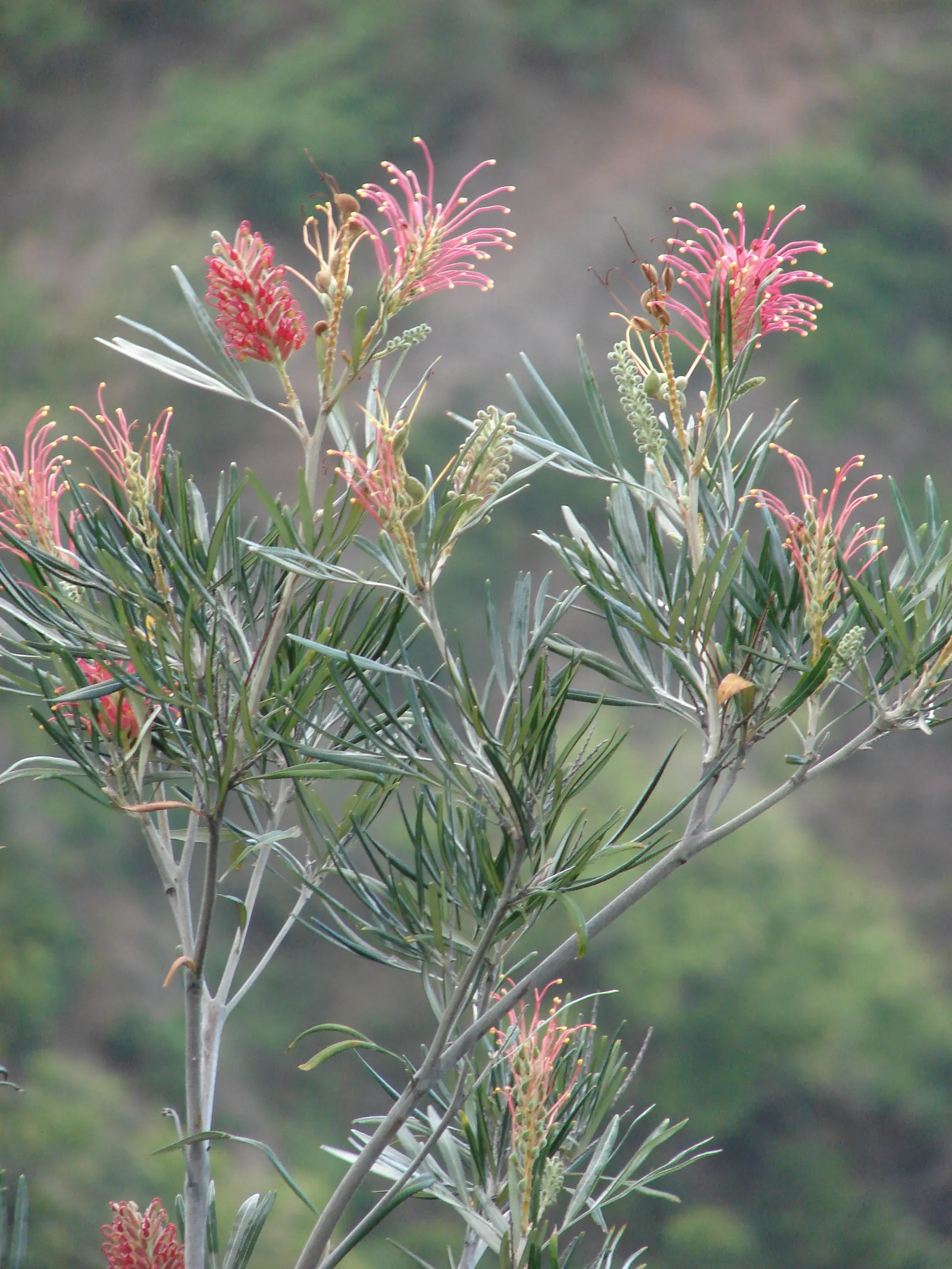 Red Silky Oak (Grevillea Banksii) — ensure it is positioned in full sun to partial shade with well-draining soil