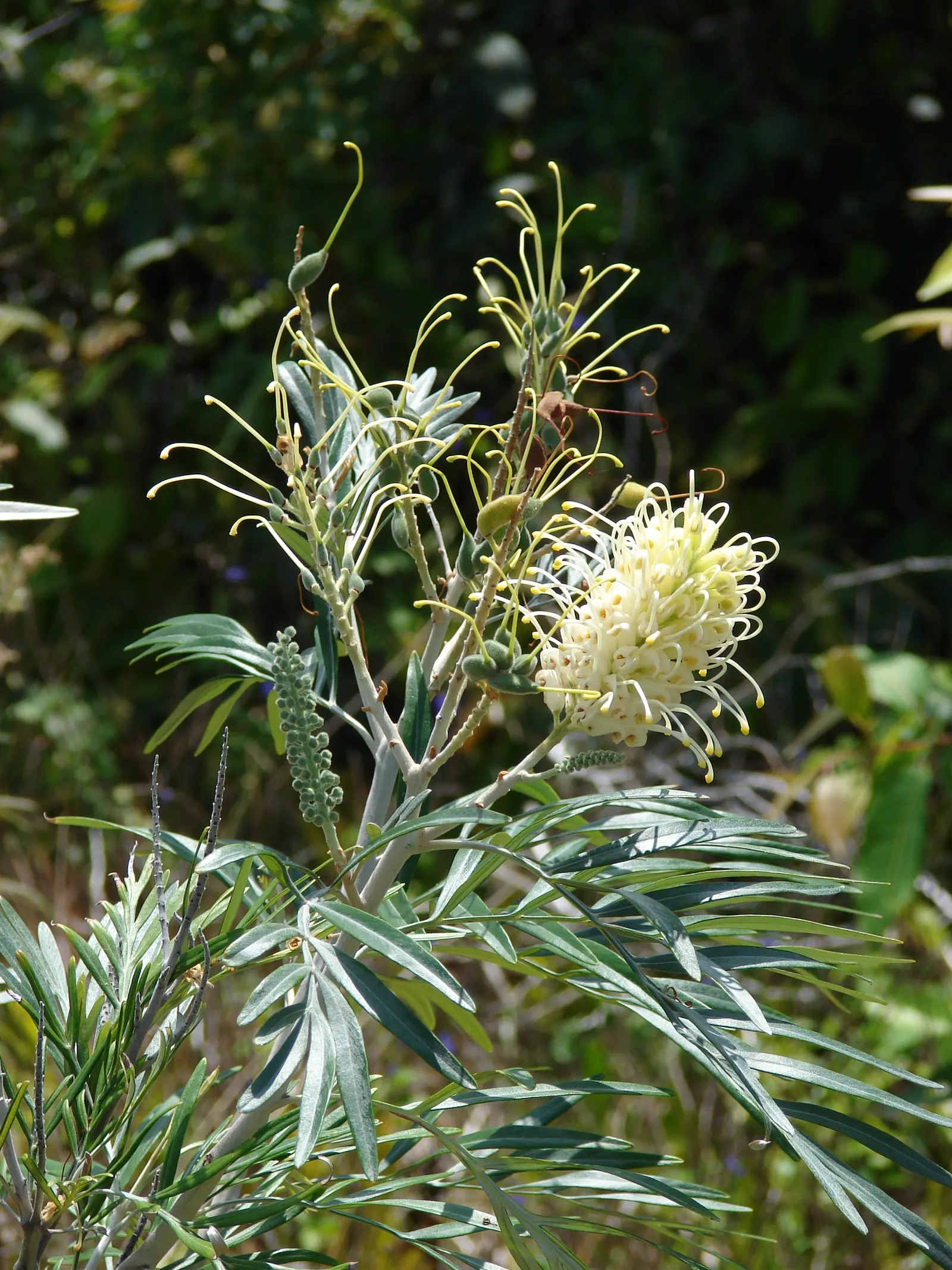 Red Silky Oak (Grevillea Banksii) — red flowers in the garden