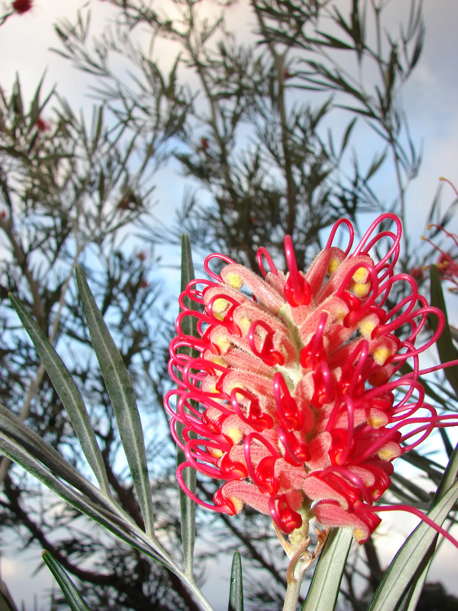 Red Silky Oak (Grevillea Banksii) — Regular pruning encourages denser growth; ensure it is positioned in full sun to partial shade with, image 61