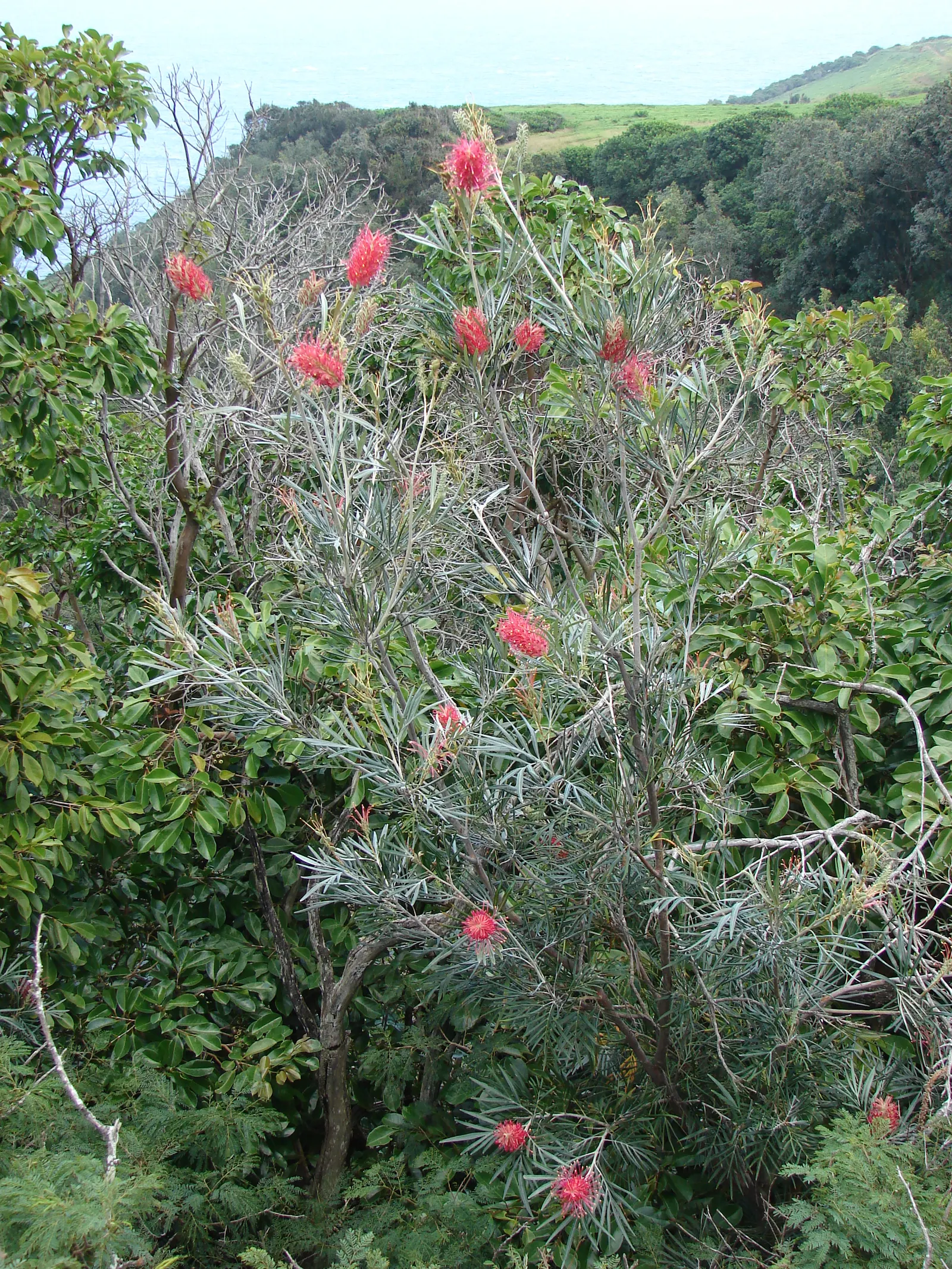 Red Silky Oak (Grevillea Banksii) — they can provide nearly year-round interest with their unique inflorescences