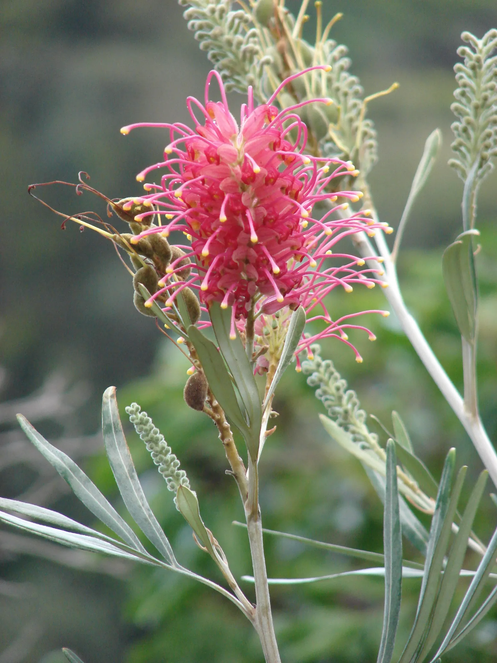 Red Silky Oak (Grevillea Banksii) — Provide regular water during its first growing season to establish a deep; a vibrant evergreen shrub
