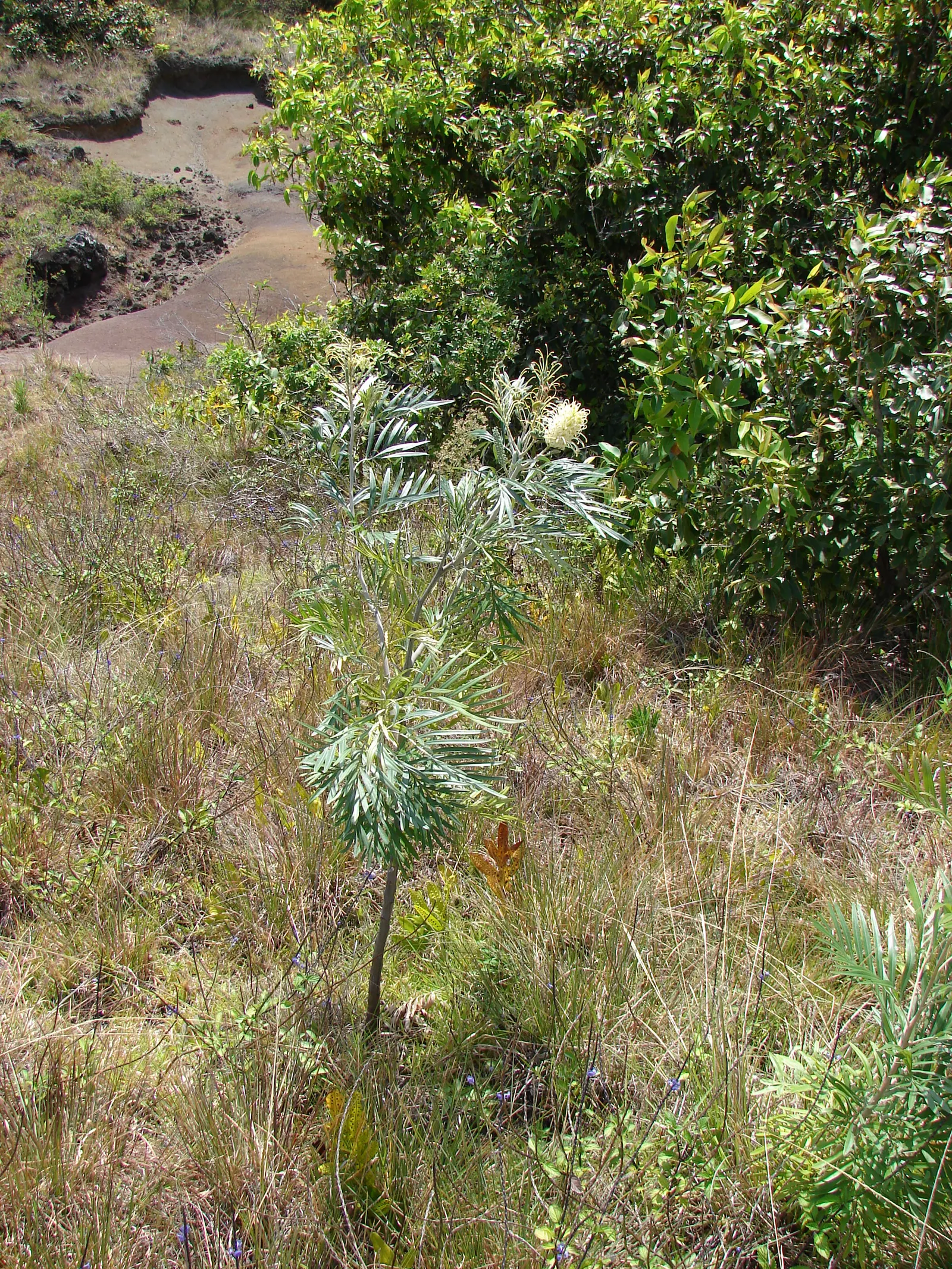 Red Silky Oak (Grevillea Banksii) — the Grevillea banksii is both salt and drought-resistant once established; shrub for full