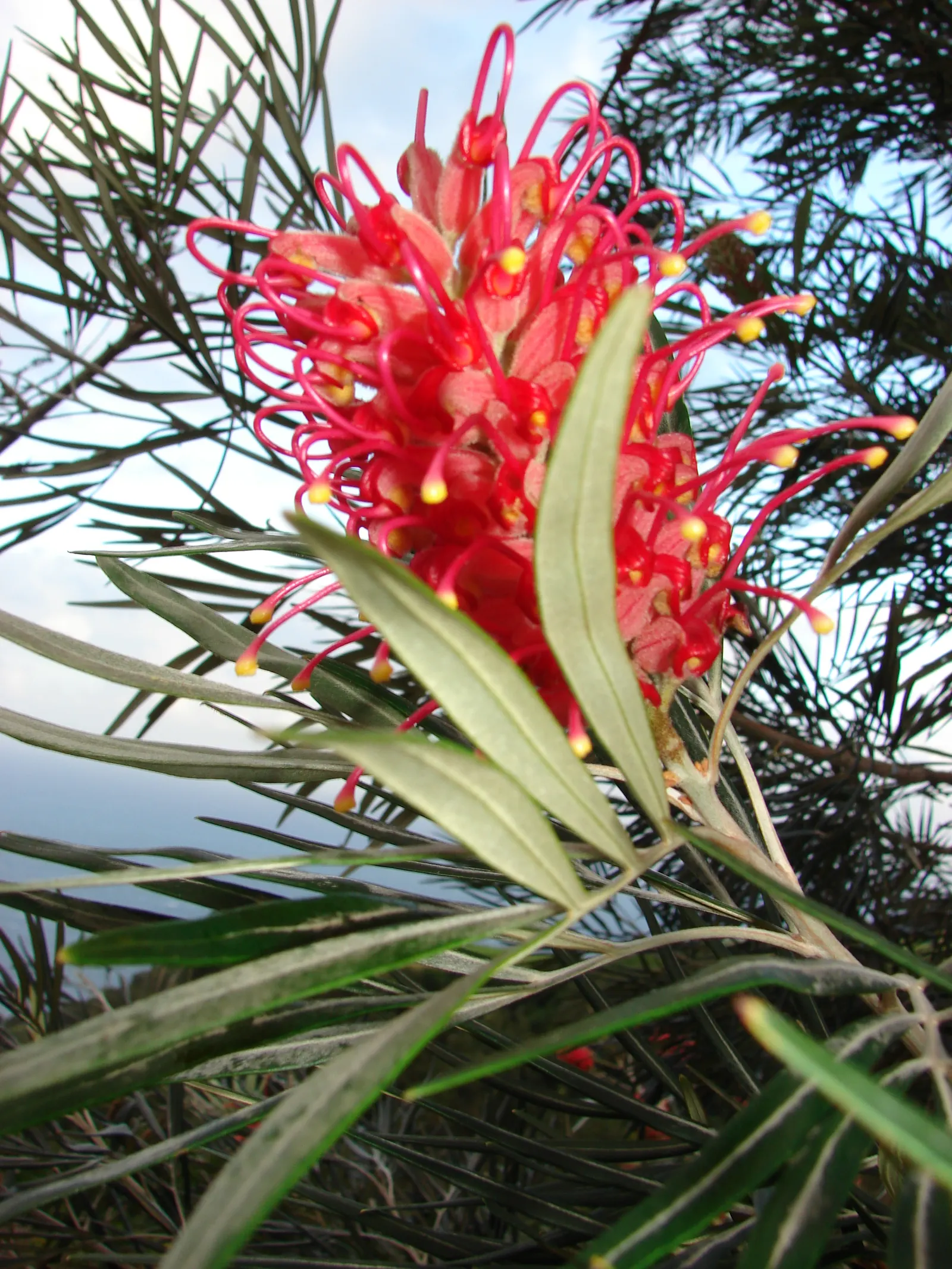 Red Silky Oak (Grevillea Banksii) — Reaching up to 10 feet in height and 6 feet in spread, it thrives in full sun and well-drained soil, image 32