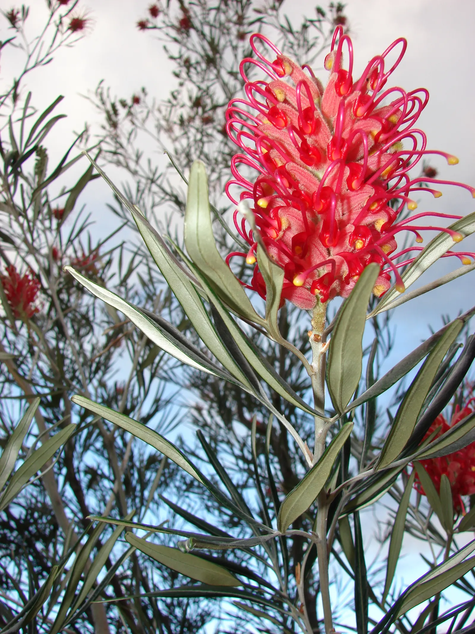 Red Silky Oak (Grevillea Banksii) — making it suitable for a variety of climatic regions; regular pruning encourages denser growth, image 67