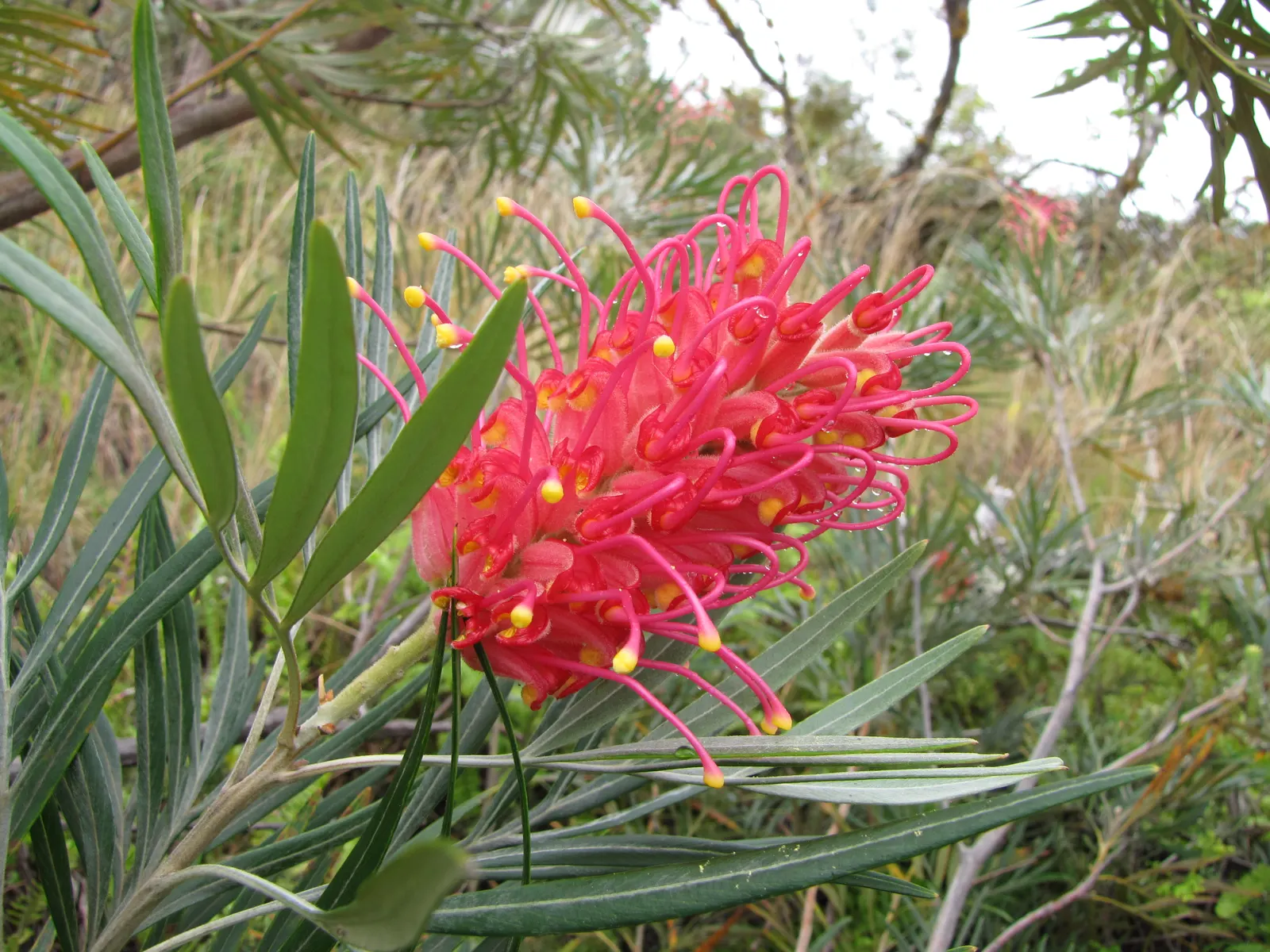 Red Silky Oak (Grevillea Banksii) — are rich in nectar attracting hummingbirds and beneficial insects to the garden