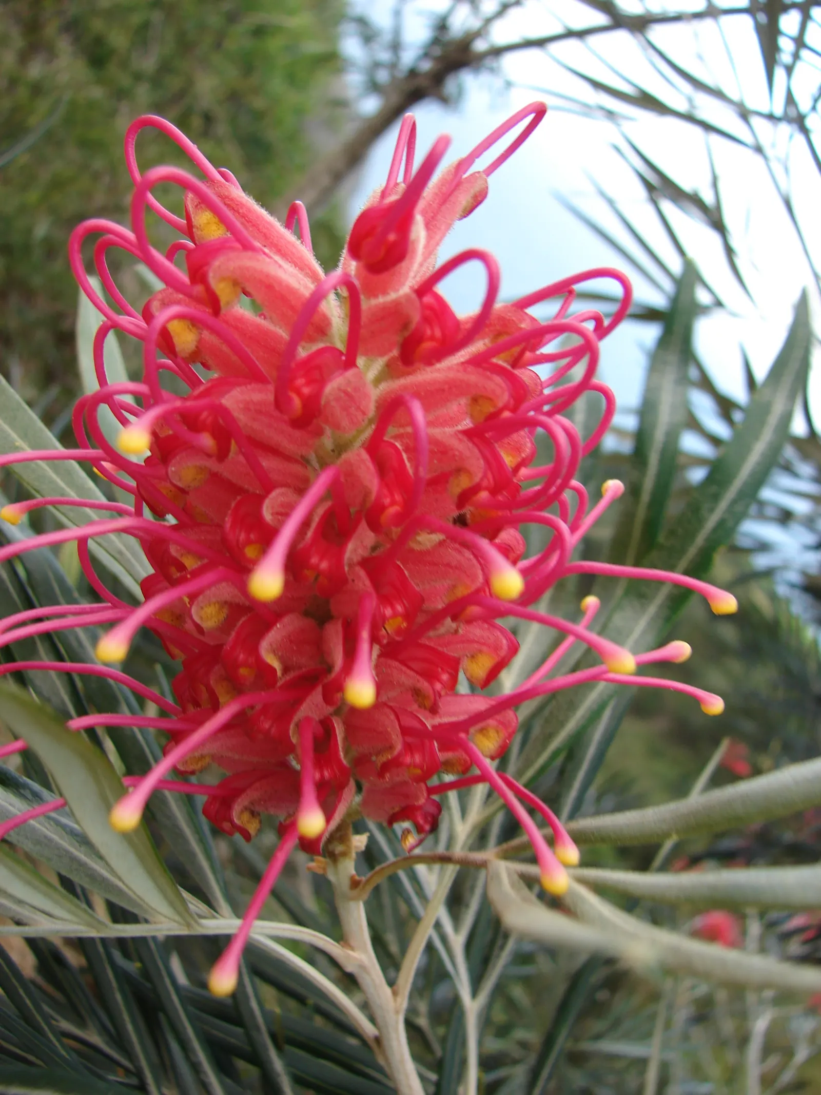 Red Silky Oak (Grevillea Banksii) — making it suitable for a variety of climatic regions