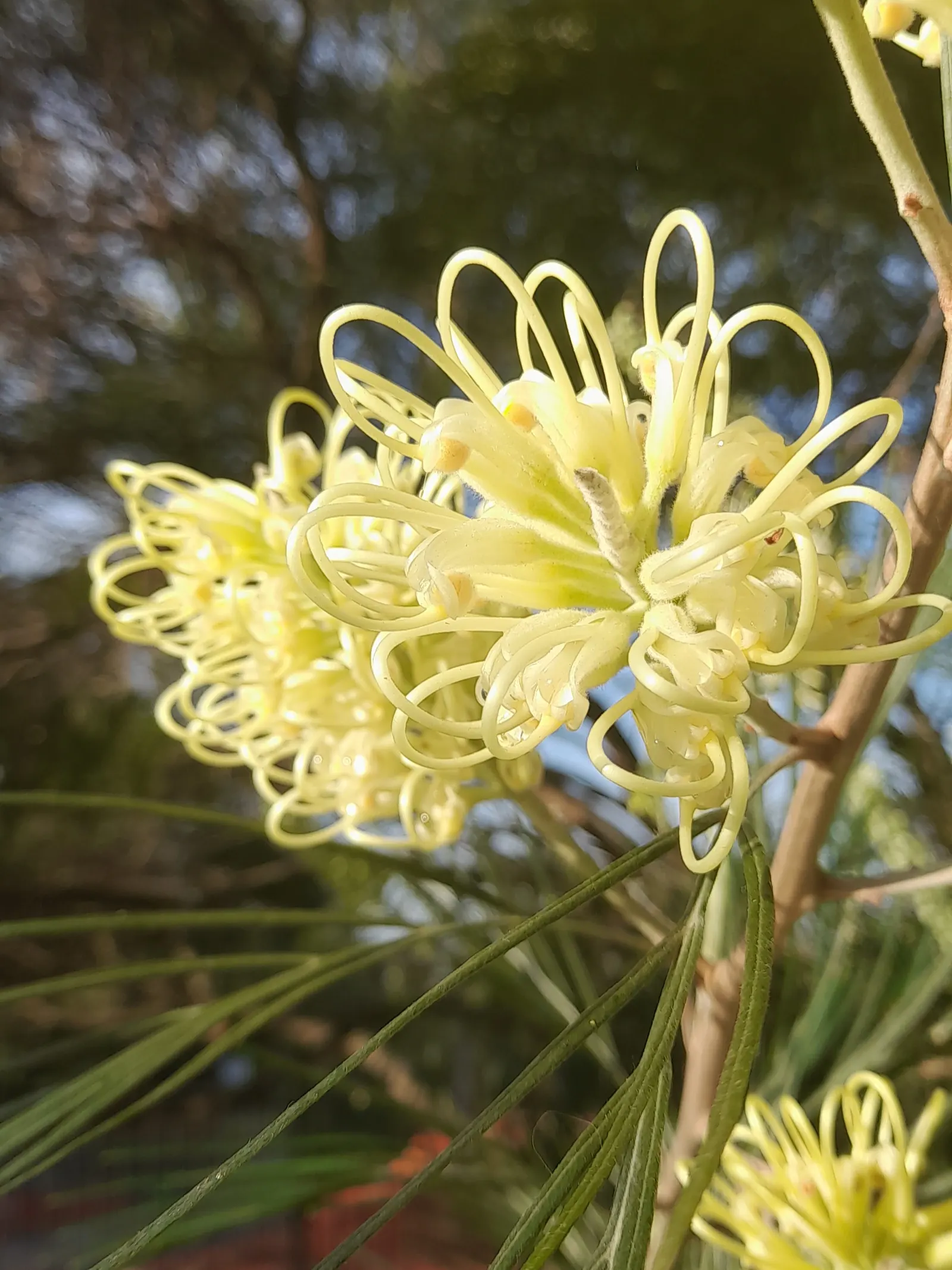 Red Silky Oak (Grevillea Banksii) — bear in mind that Grevillea banksii has a sensitivity to phosphorus; thus; are rich in nectar attracting hummingbirds and