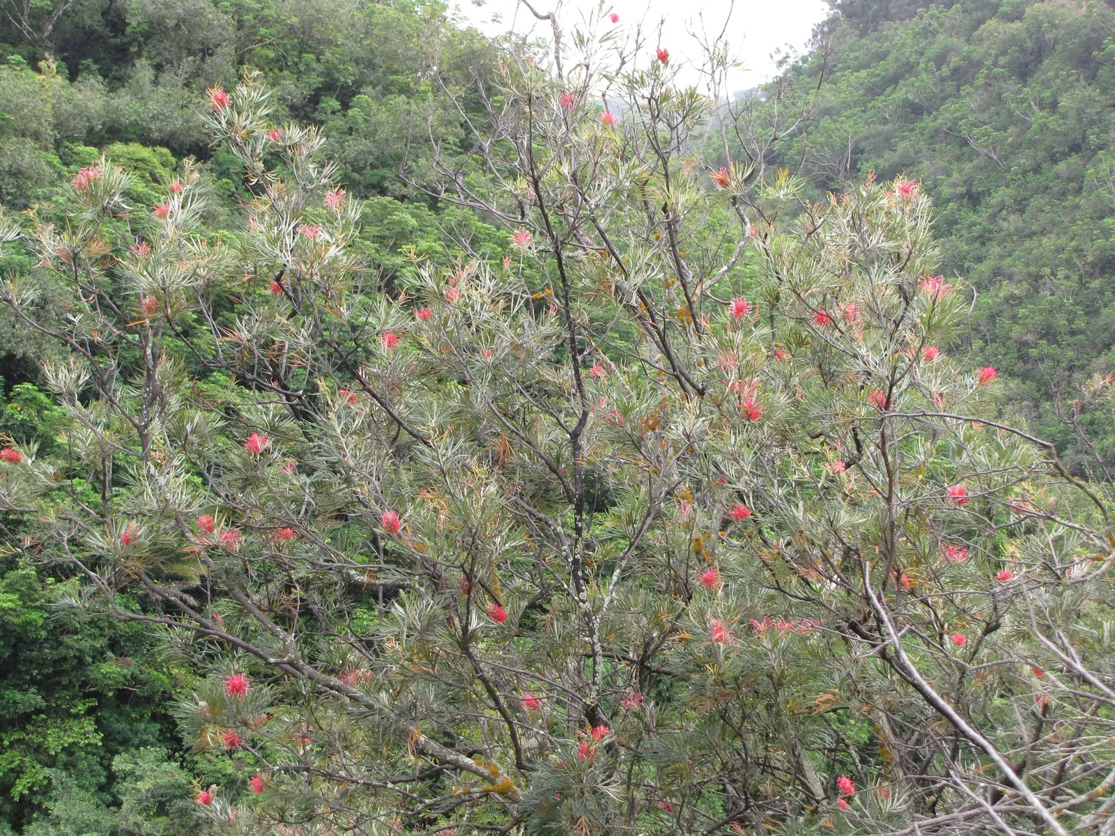 Red Silky Oak (Grevillea Banksii) — which can grow up to 6 inches long, image 41