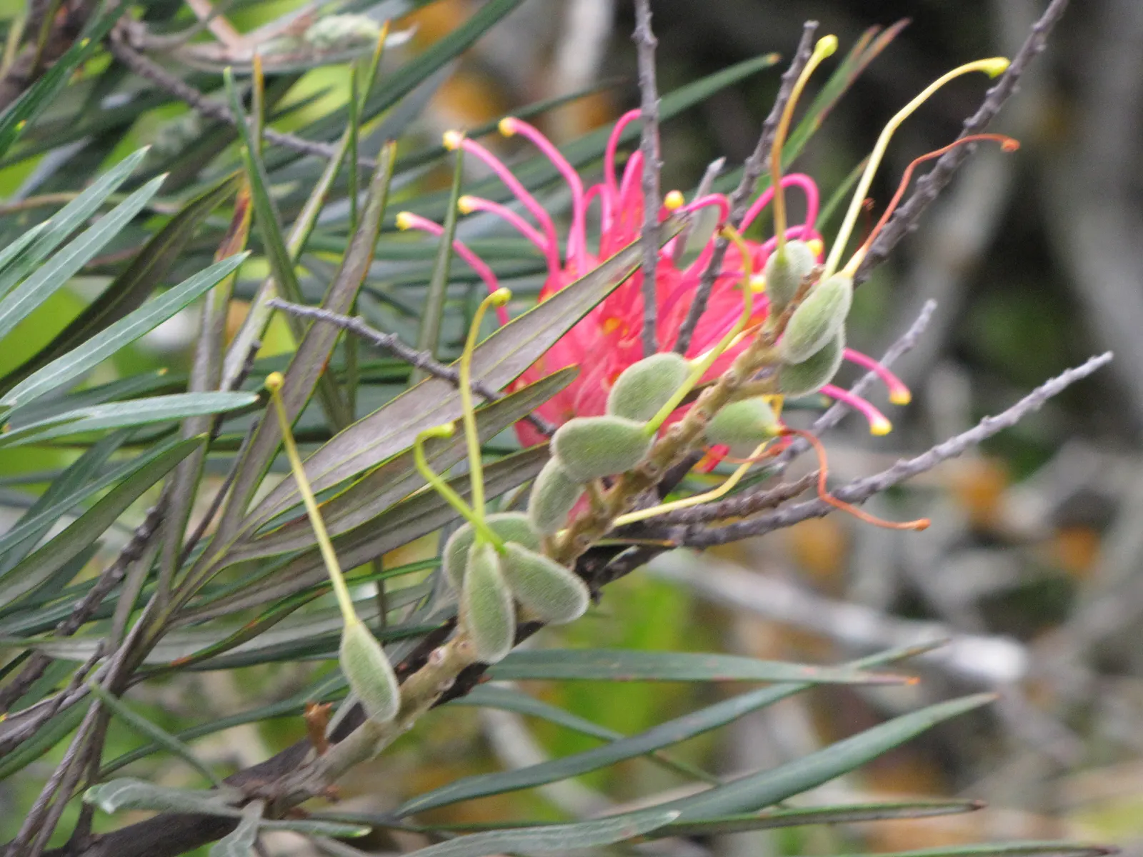 Red Silky Oak (Grevillea Banksii) — native plant fertilizer to encourage its growth without causing damage