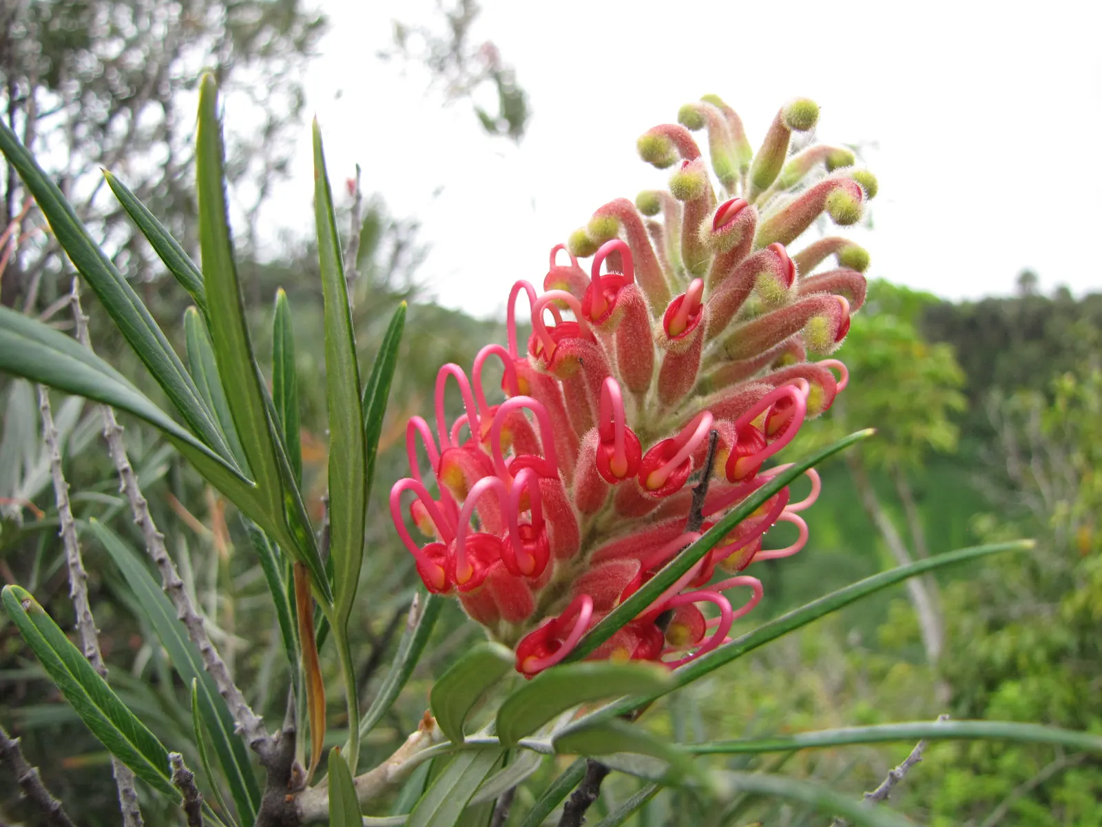 Red Silky Oak (Grevillea Banksii) — Water moderately; drought tolerant once established; shrub with red blooms, image 62