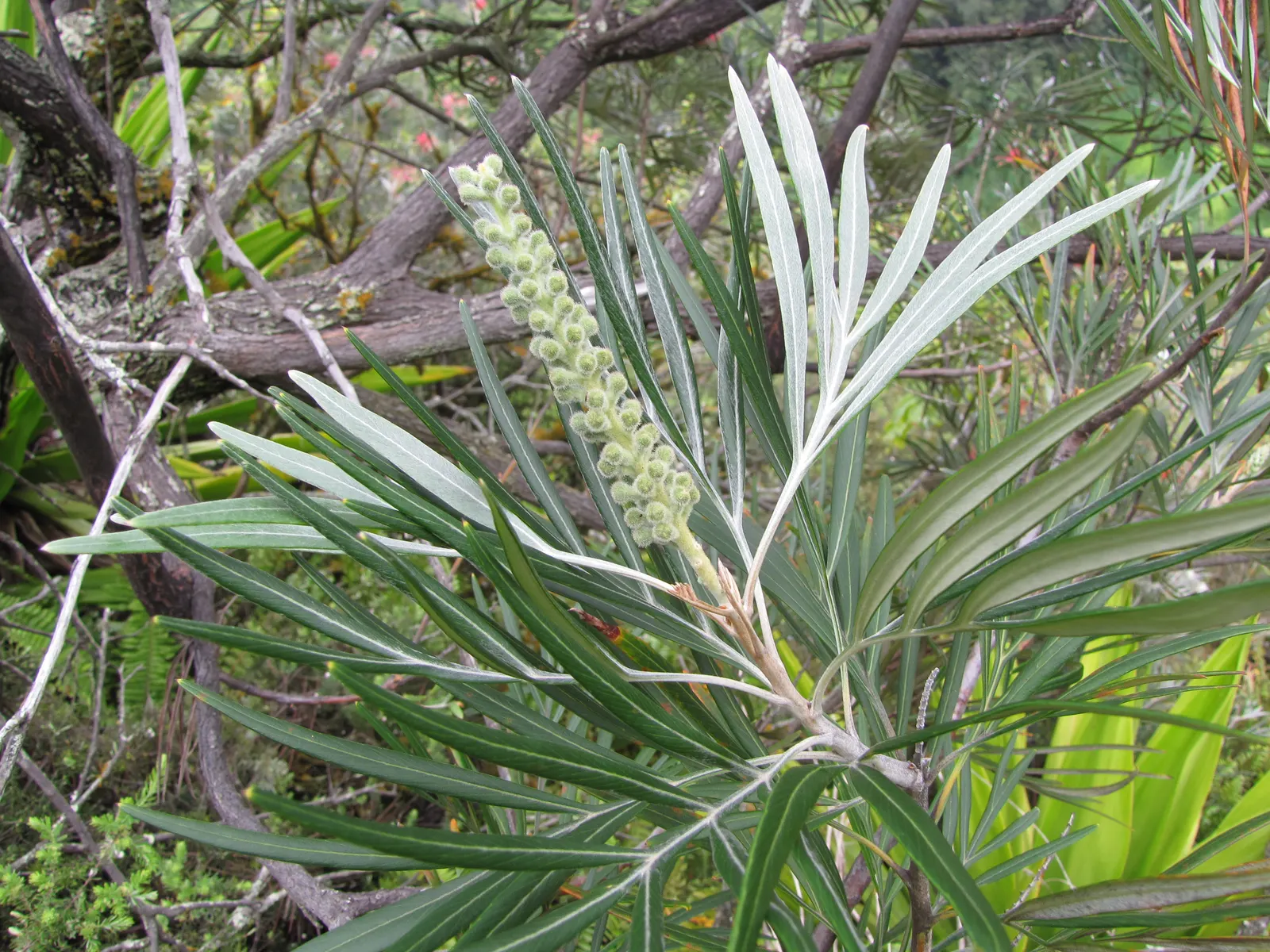 Red Silky Oak (Grevillea Banksii) — which can grow up to 6 inches long, image 68