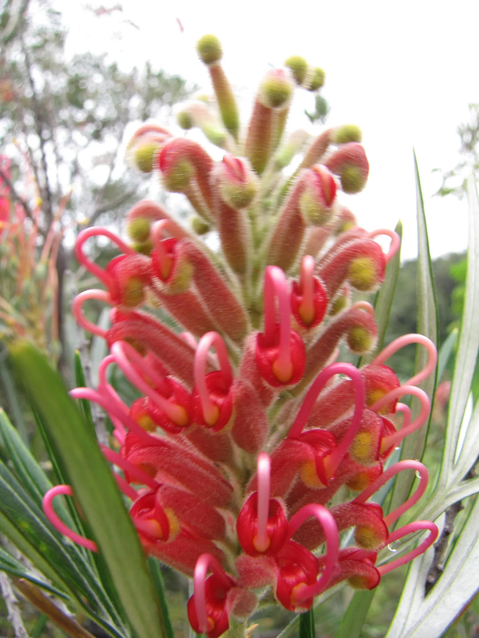 Red Silky Oak (Grevillea Banksii) — This plant is a fast-growing shrub native to coastal Queensland in Australia; making it suitable for a variety, image 64