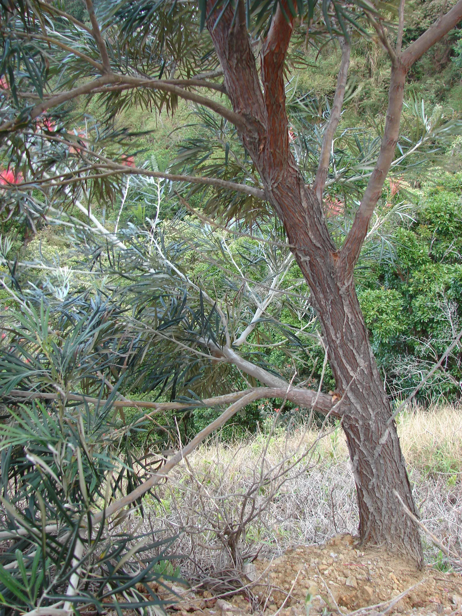 Red Silky Oak (Grevillea Banksii) — native plant fertilizer to encourage its growth without causing damage; boasts fiery red flowers year-round