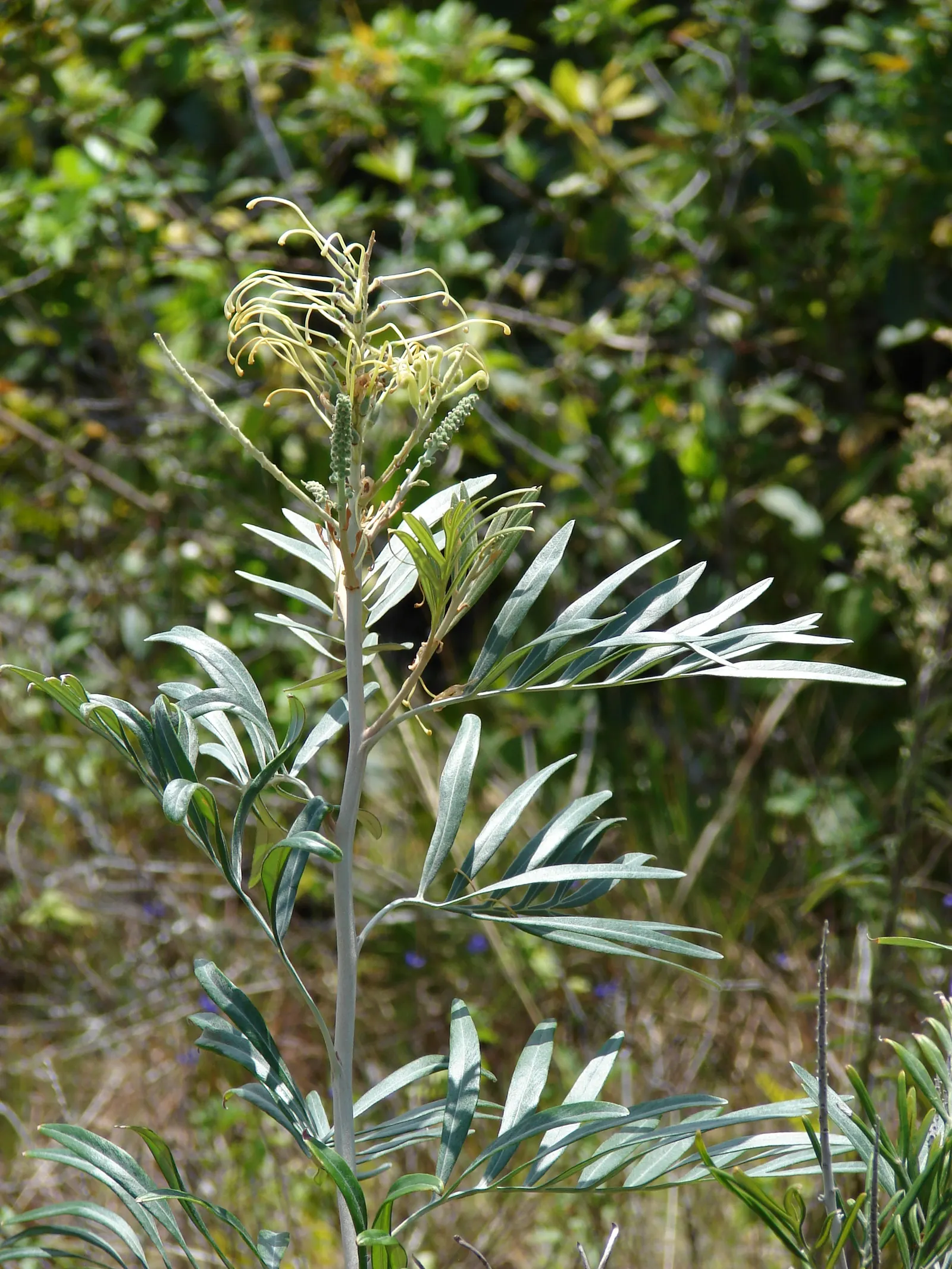 Red Silky Oak (Grevillea Banksii) — typically reaching an ultimate height of about 15 feet with a spread of up to 10 feet; provide regular water during its