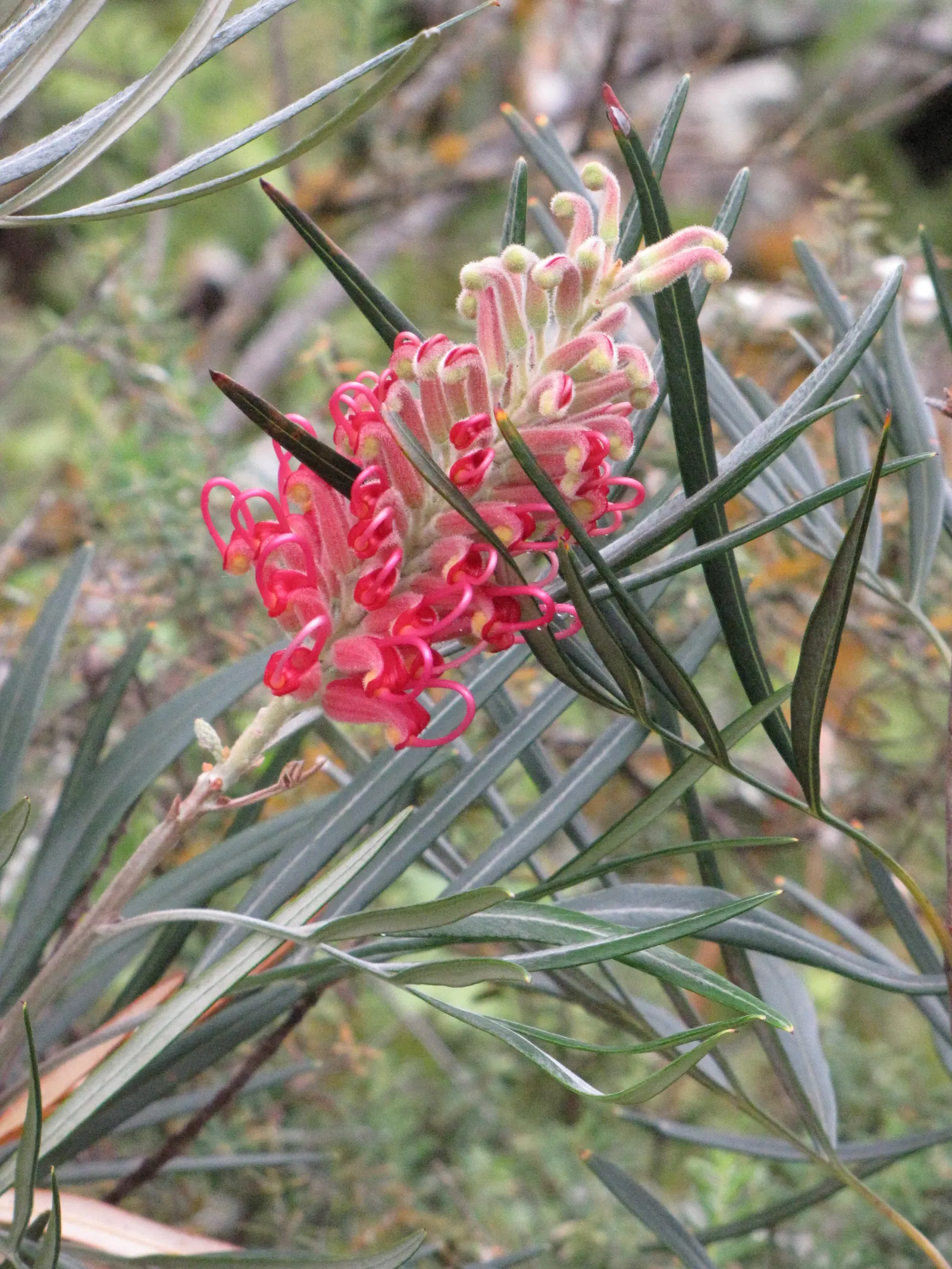Red Silky Oak (Grevillea Banksii) — Hardy in USDA zones 9-11, it attracts hummingbirds and resists deer, making it an ideal accent or screen plant