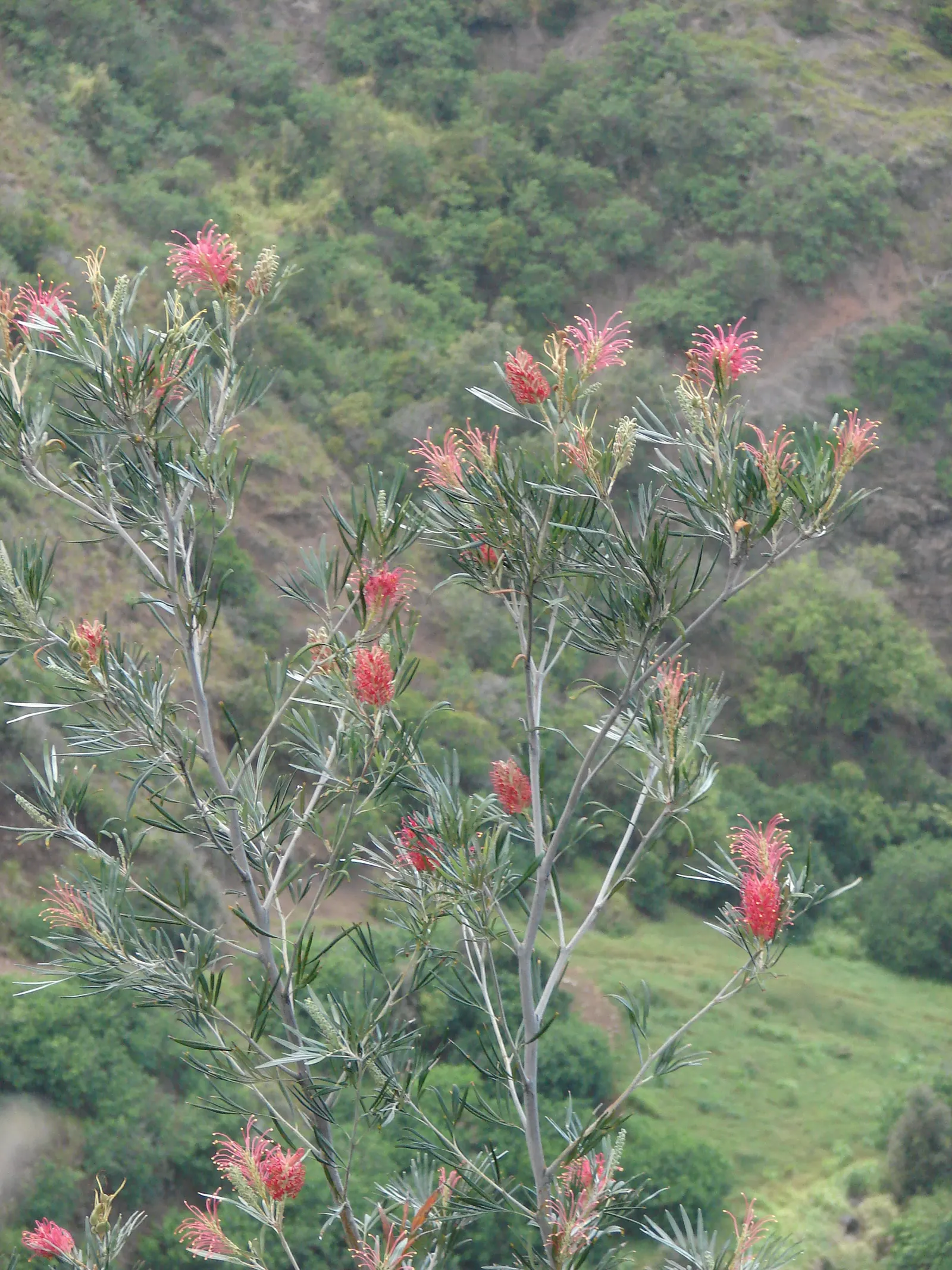 Red Silky Oak (Grevillea Banksii) — Pruning after flowering can help maintain its shape and promote denser growth; water moderately; drought tolerant once