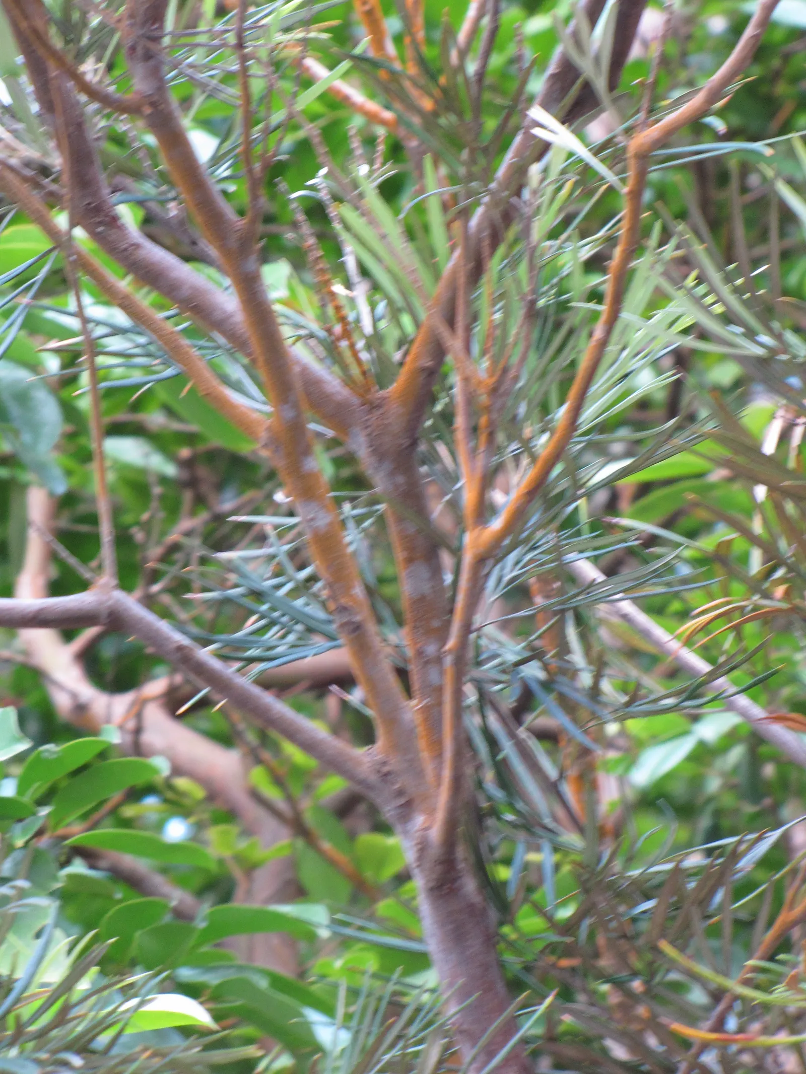 Red Silky Oak (Grevillea Banksii) — commonly known as the Crimson Cone Flower or Red Silky Oak; hardy in USDA zones 9-11, it attracts hummingbirds and resists