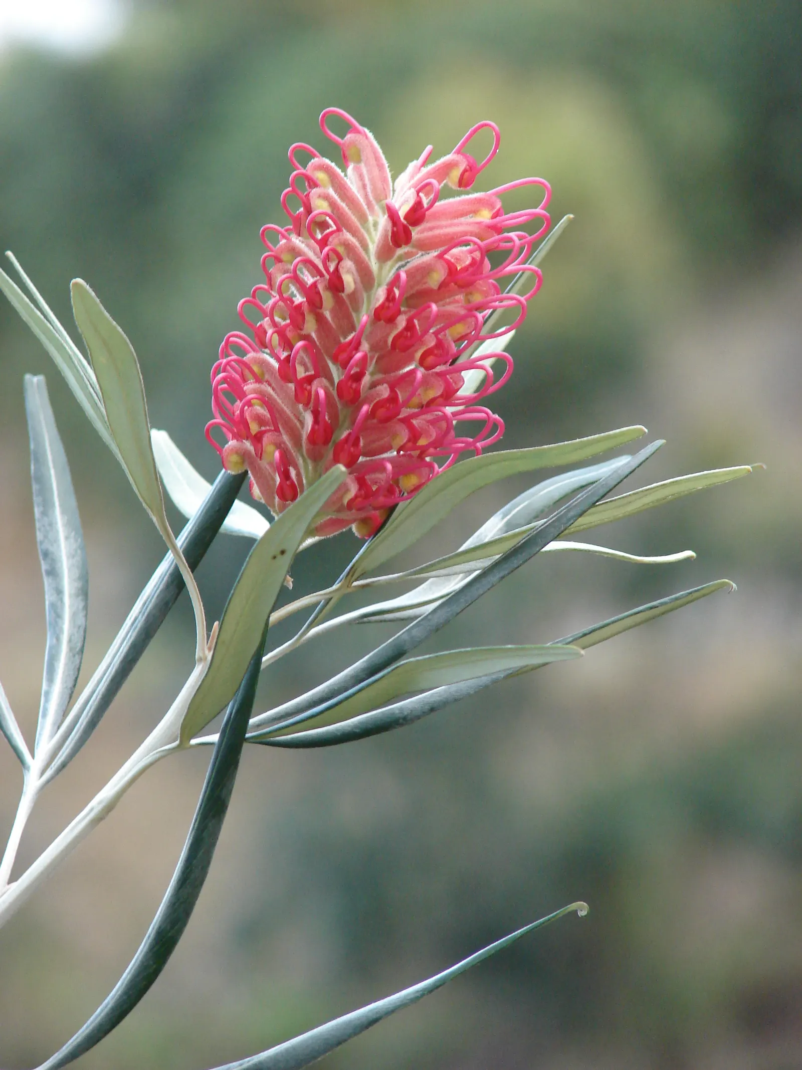 Red Silky Oak (Grevillea Banksii) — they can provide nearly year-round interest with their unique inflorescences; extensive root, image 69