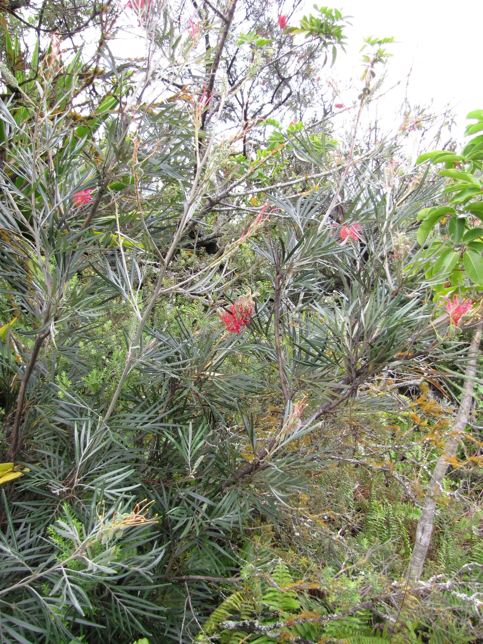 Red Silky Oak (Grevillea Banksii) — shrub with red blooms